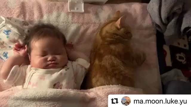 ねこのインスタグラム