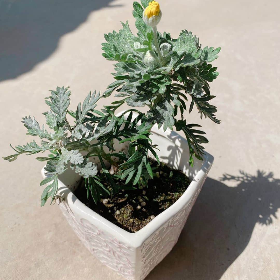 永田拓也のインスタグラム：「. 植物を育ててるのは小学生以来な気がします。 息子と水やりが日課となってます☀️ 成長が楽しみだ〜！！ #お花 #日課 #水やり #stayhome  #ギラヴァンツ北九州 #32 #九州っていいところですね」