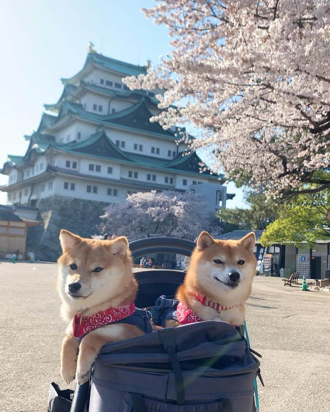 豆柴 サニーちゃんさんのインスタグラム写真 - (豆柴 サニーちゃんInstagram)「. . HELLO〜こんにちわんわん🐻🐶🏯 . 昨日は名古屋城に寄ってきたよ🏯🌸 こんな時だし閉園間際だったから ほんとちょこっとだけね . 名古屋城と桜のコラボ🌸 わんこ達の可愛いを姿を見れて 気分転換になりました☺️ . ①🐶いらっしゃいませ〜 ここが名古屋城でちゅ〜 ②キョトンとにっこり ③さにたんの笑みww ラムちゃんの顔とお手手🤣 ④🐻お出かけたのしい〜 ⑤🐶真顔でちゅ ⑥こっちみてー！ ⑦🐶春でちゅね〜 ⑧重なったお手手🤣 ⑨お手手🐾 . . #名古屋城 #nagoyacastle🏯 #名古屋嬢 #名古屋観光大使 #自称です #桜とお城と青空 #柴犬とお城 #japanstyle🇯🇵 #本日のさにらむ散歩 . #柴犬#豆柴 #赤柴#豆柴子犬 #まめしば#いぬのきもち#ふわもこ部 #サンデイ#サンデイいぬ組#anicas#shiba_snap #shibainu#shiba#mameshiba#shibastagram #mameshibapuppy#shibapuppy #豆柴サニーちゃん#豆柴ラムちゃん#さにらむたん #さにらむ2020」4月7日 12時57分 - sunny_rei_32