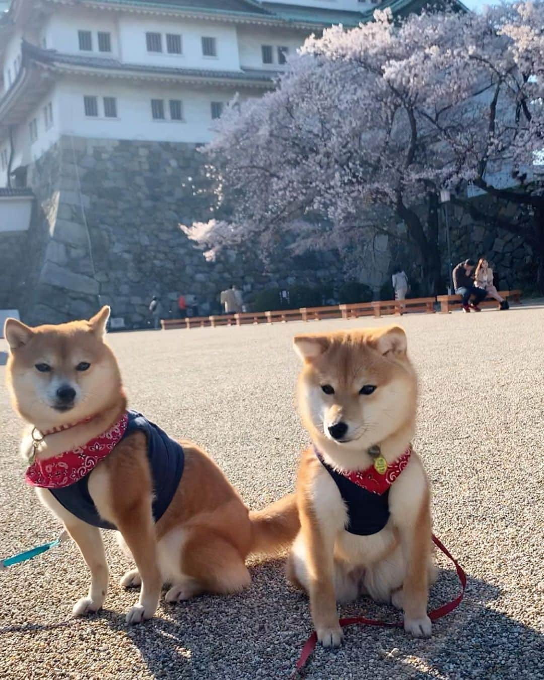 豆柴 サニーちゃんさんのインスタグラム写真 - (豆柴 サニーちゃんInstagram)「. . HELLO〜こんにちわんわん🐻🐶🏯 . 昨日は名古屋城に寄ってきたよ🏯🌸 こんな時だし閉園間際だったから ほんとちょこっとだけね . 名古屋城と桜のコラボ🌸 わんこ達の可愛いを姿を見れて 気分転換になりました☺️ . ①🐶いらっしゃいませ〜 ここが名古屋城でちゅ〜 ②キョトンとにっこり ③さにたんの笑みww ラムちゃんの顔とお手手🤣 ④🐻お出かけたのしい〜 ⑤🐶真顔でちゅ ⑥こっちみてー！ ⑦🐶春でちゅね〜 ⑧重なったお手手🤣 ⑨お手手🐾 . . #名古屋城 #nagoyacastle🏯 #名古屋嬢 #名古屋観光大使 #自称です #桜とお城と青空 #柴犬とお城 #japanstyle🇯🇵 #本日のさにらむ散歩 . #柴犬#豆柴 #赤柴#豆柴子犬 #まめしば#いぬのきもち#ふわもこ部 #サンデイ#サンデイいぬ組#anicas#shiba_snap #shibainu#shiba#mameshiba#shibastagram #mameshibapuppy#shibapuppy #豆柴サニーちゃん#豆柴ラムちゃん#さにらむたん #さにらむ2020」4月7日 12時57分 - sunny_rei_32