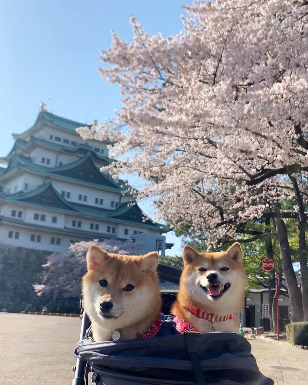 豆柴 サニーちゃんさんのインスタグラム写真 - (豆柴 サニーちゃんInstagram)「. . HELLO〜こんにちわんわん🐻🐶🏯 . 昨日は名古屋城に寄ってきたよ🏯🌸 こんな時だし閉園間際だったから ほんとちょこっとだけね . 名古屋城と桜のコラボ🌸 わんこ達の可愛いを姿を見れて 気分転換になりました☺️ . ①🐶いらっしゃいませ〜 ここが名古屋城でちゅ〜 ②キョトンとにっこり ③さにたんの笑みww ラムちゃんの顔とお手手🤣 ④🐻お出かけたのしい〜 ⑤🐶真顔でちゅ ⑥こっちみてー！ ⑦🐶春でちゅね〜 ⑧重なったお手手🤣 ⑨お手手🐾 . . #名古屋城 #nagoyacastle🏯 #名古屋嬢 #名古屋観光大使 #自称です #桜とお城と青空 #柴犬とお城 #japanstyle🇯🇵 #本日のさにらむ散歩 . #柴犬#豆柴 #赤柴#豆柴子犬 #まめしば#いぬのきもち#ふわもこ部 #サンデイ#サンデイいぬ組#anicas#shiba_snap #shibainu#shiba#mameshiba#shibastagram #mameshibapuppy#shibapuppy #豆柴サニーちゃん#豆柴ラムちゃん#さにらむたん #さにらむ2020」4月7日 12時57分 - sunny_rei_32