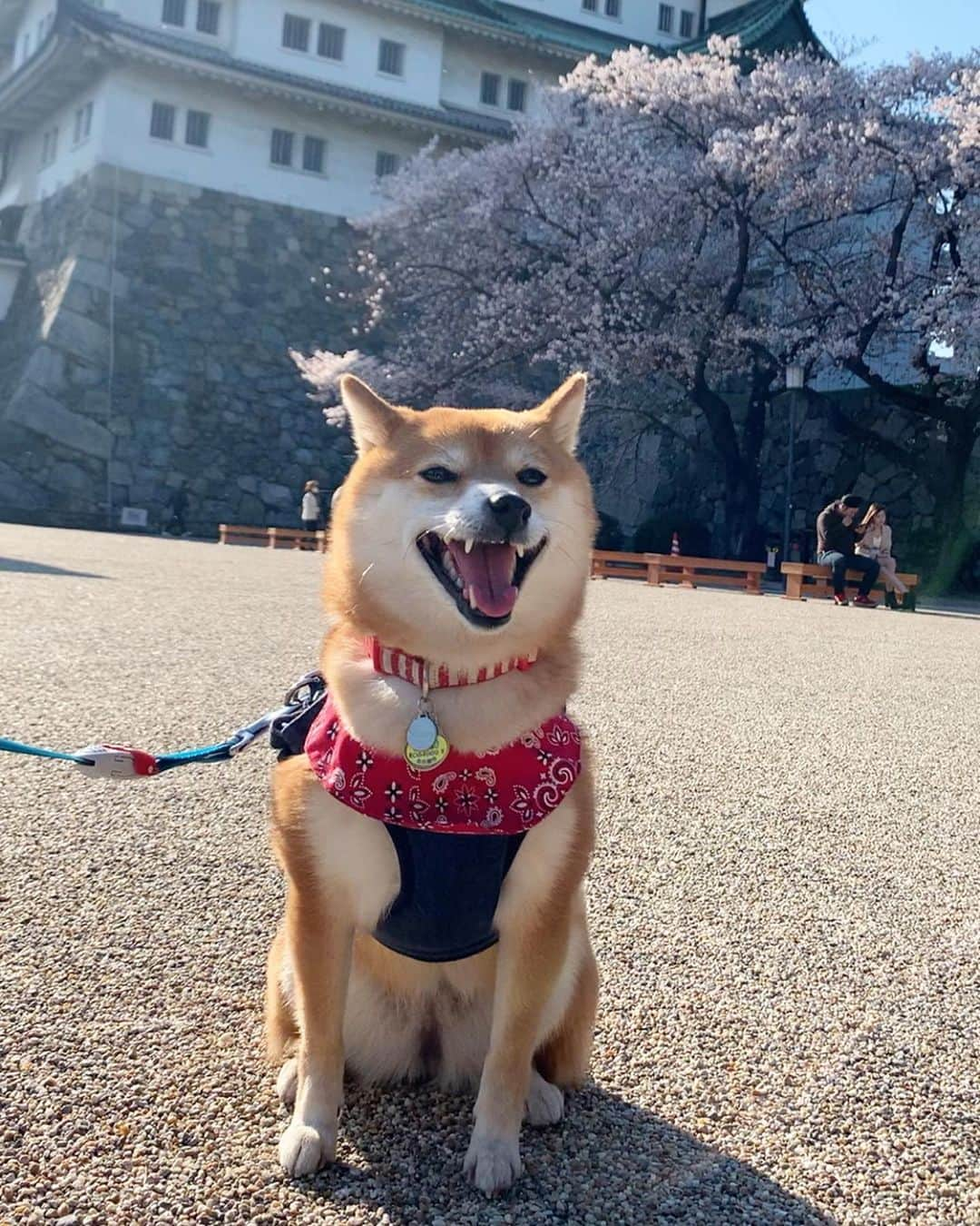 豆柴 サニーちゃんさんのインスタグラム写真 - (豆柴 サニーちゃんInstagram)「. . HELLO〜こんにちわんわん🐻🐶🏯 . 昨日は名古屋城に寄ってきたよ🏯🌸 こんな時だし閉園間際だったから ほんとちょこっとだけね . 名古屋城と桜のコラボ🌸 わんこ達の可愛いを姿を見れて 気分転換になりました☺️ . ①🐶いらっしゃいませ〜 ここが名古屋城でちゅ〜 ②キョトンとにっこり ③さにたんの笑みww ラムちゃんの顔とお手手🤣 ④🐻お出かけたのしい〜 ⑤🐶真顔でちゅ ⑥こっちみてー！ ⑦🐶春でちゅね〜 ⑧重なったお手手🤣 ⑨お手手🐾 . . #名古屋城 #nagoyacastle🏯 #名古屋嬢 #名古屋観光大使 #自称です #桜とお城と青空 #柴犬とお城 #japanstyle🇯🇵 #本日のさにらむ散歩 . #柴犬#豆柴 #赤柴#豆柴子犬 #まめしば#いぬのきもち#ふわもこ部 #サンデイ#サンデイいぬ組#anicas#shiba_snap #shibainu#shiba#mameshiba#shibastagram #mameshibapuppy#shibapuppy #豆柴サニーちゃん#豆柴ラムちゃん#さにらむたん #さにらむ2020」4月7日 12時57分 - sunny_rei_32