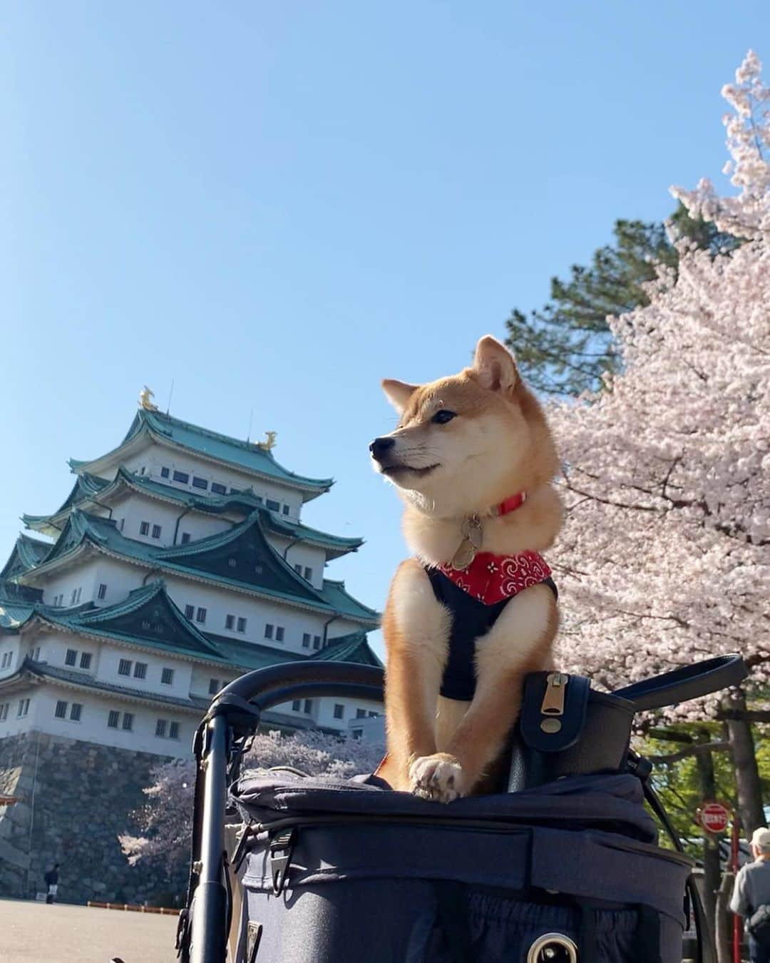 豆柴 サニーちゃんさんのインスタグラム写真 - (豆柴 サニーちゃんInstagram)「. . HELLO〜こんにちわんわん🐻🐶🏯 . 昨日は名古屋城に寄ってきたよ🏯🌸 こんな時だし閉園間際だったから ほんとちょこっとだけね . 名古屋城と桜のコラボ🌸 わんこ達の可愛いを姿を見れて 気分転換になりました☺️ . ①🐶いらっしゃいませ〜 ここが名古屋城でちゅ〜 ②キョトンとにっこり ③さにたんの笑みww ラムちゃんの顔とお手手🤣 ④🐻お出かけたのしい〜 ⑤🐶真顔でちゅ ⑥こっちみてー！ ⑦🐶春でちゅね〜 ⑧重なったお手手🤣 ⑨お手手🐾 . . #名古屋城 #nagoyacastle🏯 #名古屋嬢 #名古屋観光大使 #自称です #桜とお城と青空 #柴犬とお城 #japanstyle🇯🇵 #本日のさにらむ散歩 . #柴犬#豆柴 #赤柴#豆柴子犬 #まめしば#いぬのきもち#ふわもこ部 #サンデイ#サンデイいぬ組#anicas#shiba_snap #shibainu#shiba#mameshiba#shibastagram #mameshibapuppy#shibapuppy #豆柴サニーちゃん#豆柴ラムちゃん#さにらむたん #さにらむ2020」4月7日 12時57分 - sunny_rei_32