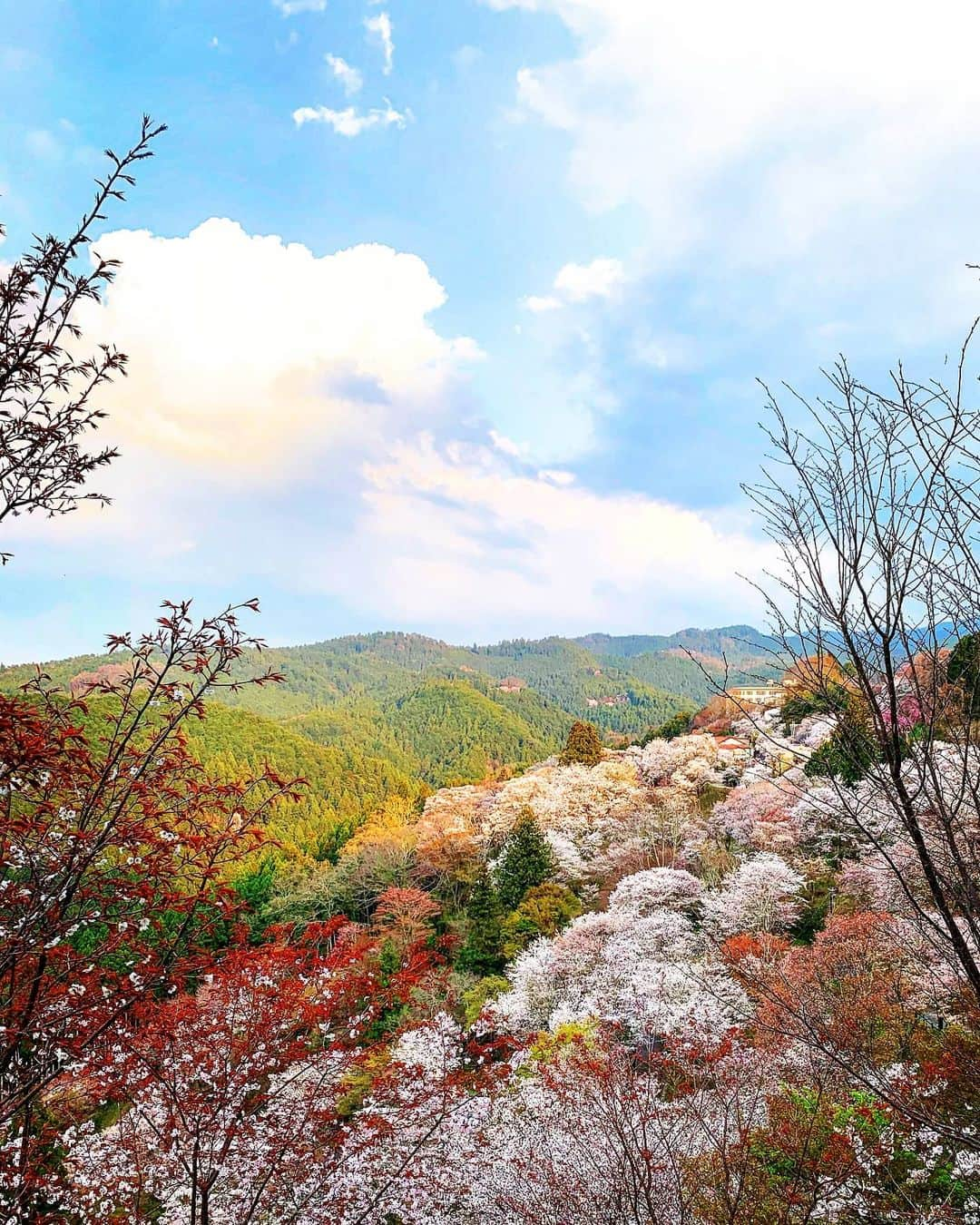 Wabi•Sabiのインスタグラム：「Hello from Kyoto, Japan 🇯🇵🗾 We hope you all are staying healthy wherever you are!  The Sakura cherry blossoms is full blooming here in Kyoto. Spring came🌸 How about up there in your place?  How the world is beautiful we are living in. Would be glad if you enjoy the spring in Kyoto from your home! . . #staysafeeveryone #stayhomesavelives #stayhealthy #staybeautiful #stayhomestaysafe #socialdistancing #socialdistance #physicaldistancing #flattenthecurve  #stayhomechallenge #stayhome #workfromhome #EnjoyKyoto #KyotoHome #sakura #cherryblossom #fullbloom #blooming #springhascome #kyoto #japan #madeinjapan」