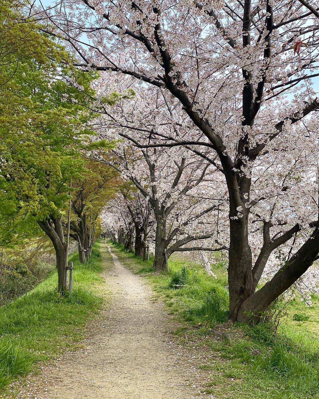 山中崇史のインスタグラム：「#桜 #さくら  #cherryblossom  #京都 #kyoto」