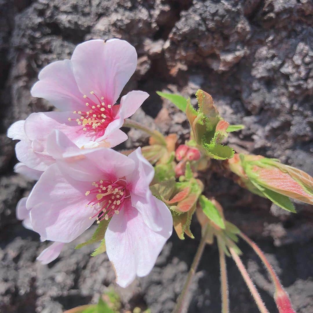 寺本明日香さんのインスタグラム写真 - (寺本明日香Instagram)「術後2ヶ月です。✌️ 踵があがる気のしなかったカーフレイズがちゃんとできるようになってきたかなってとこです！！ 毎日の｢昨日より良い｣が積み重なると、知らないうちに可動域も広がっていました！ 3月下旬頃に綺麗に咲いていた桜も、だんだん緑がかかってきて、気づいたら綺麗な緑になっている、、みたいな感じで、気づいたら走れたりジャンプできたりしてるといいなー、、まだまだだけど。 毎日やれるリハビリを焦らずコツコツと💪  2 months after surgery. I became able to standing calf raise. But still hurt..😖It stiiiiiiil haven't healed. One step💪One step💪」4月7日 14時22分 - teramoto_asuka