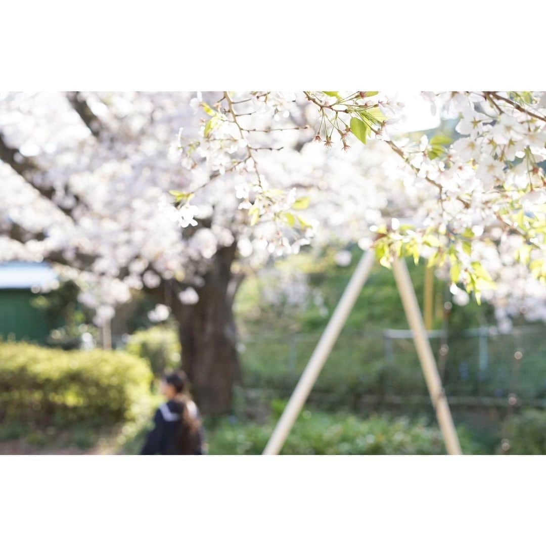 ユッコのインスタグラム：「. 中学生になりました🌸 . . 白いリボンのセーラー服 かわええ😍 . はやくリアルアオハル 過ごさせてあげたい . さあ　1ヶ月 全力で引きこもろう。 黒岩さんが、散歩はいいってよ👍」