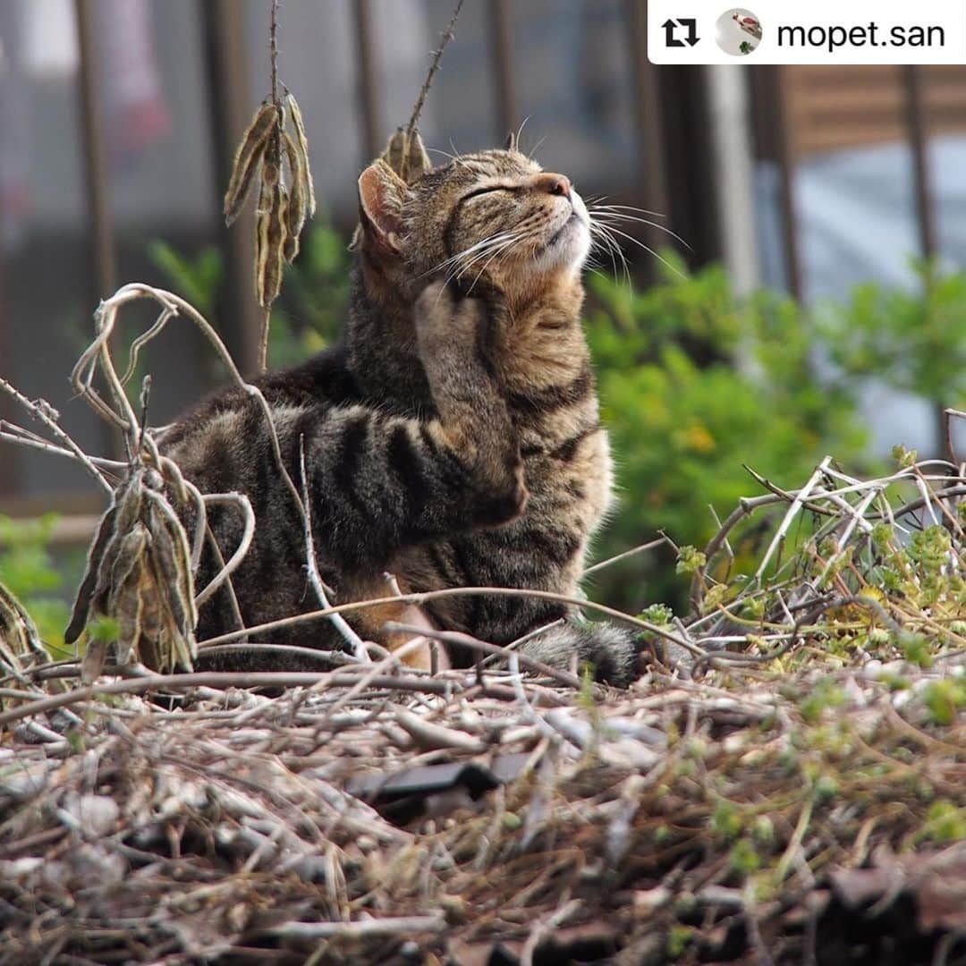 ねこのインスタグラム