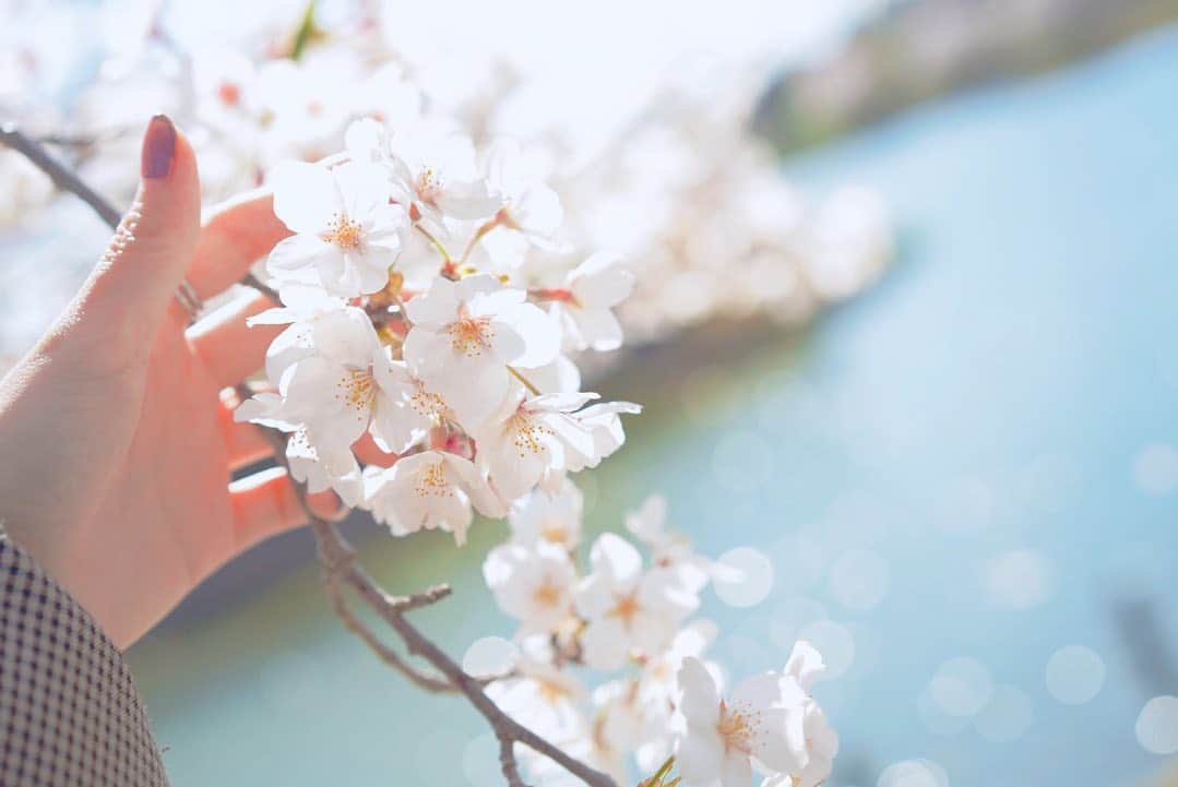 天使もえさんのインスタグラム写真 - (天使もえInstagram)「ㅤㅤ 来年はもっとたくさんの人に 出会えたらいいね。 ㅤㅤ ㅤㅤ #spring #cherryblossom #春 #桜」4月7日 14時49分 - amatsuka.moe