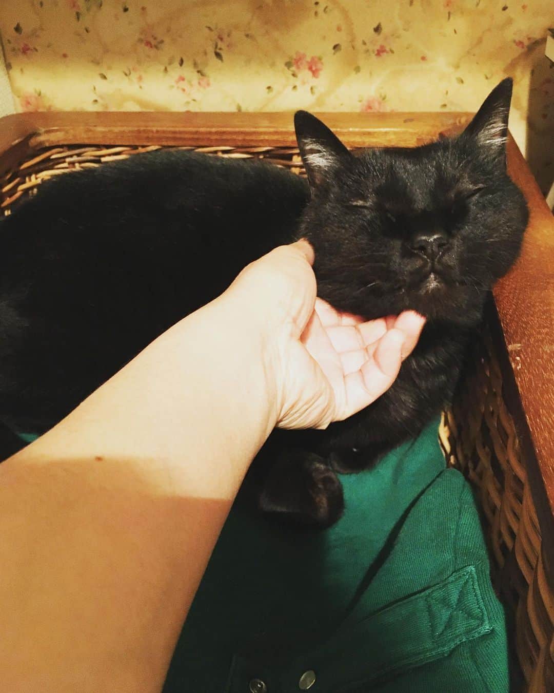 猫沢エミのインスタグラム