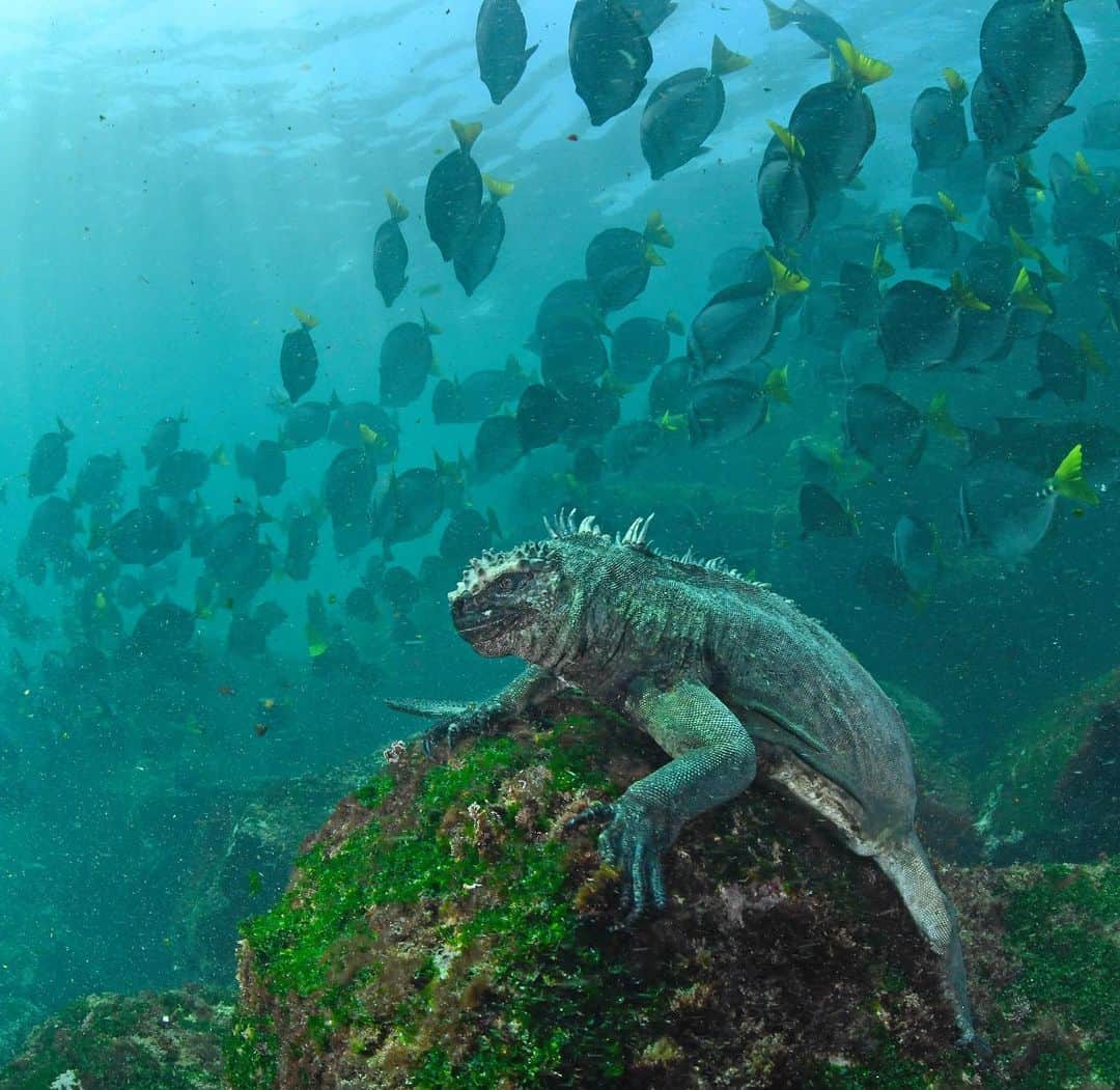 Thomas Peschakのインスタグラム：「I was free diving on the exposed, wave beaten side of Cabo Douglas (Galapagos) searching for feeding marine iguanas. I was almost out of breath when I swum around a large boulder and was greeted by a iconic sight. A marine iguana sitting on a algae cloaked rock the way I would imagine King Neptune on his throne. All that was missing was the iguana clutching a trident 🔱 to complete the scene. I only managed to fire off a few frames before I had to return to the surface for air. When I returned to the bottom just minutes later the iguana has moved on. Shot on assignment for @NatGeo in collaboration with @parquegalapagos and @charlesdarwinfoundation」