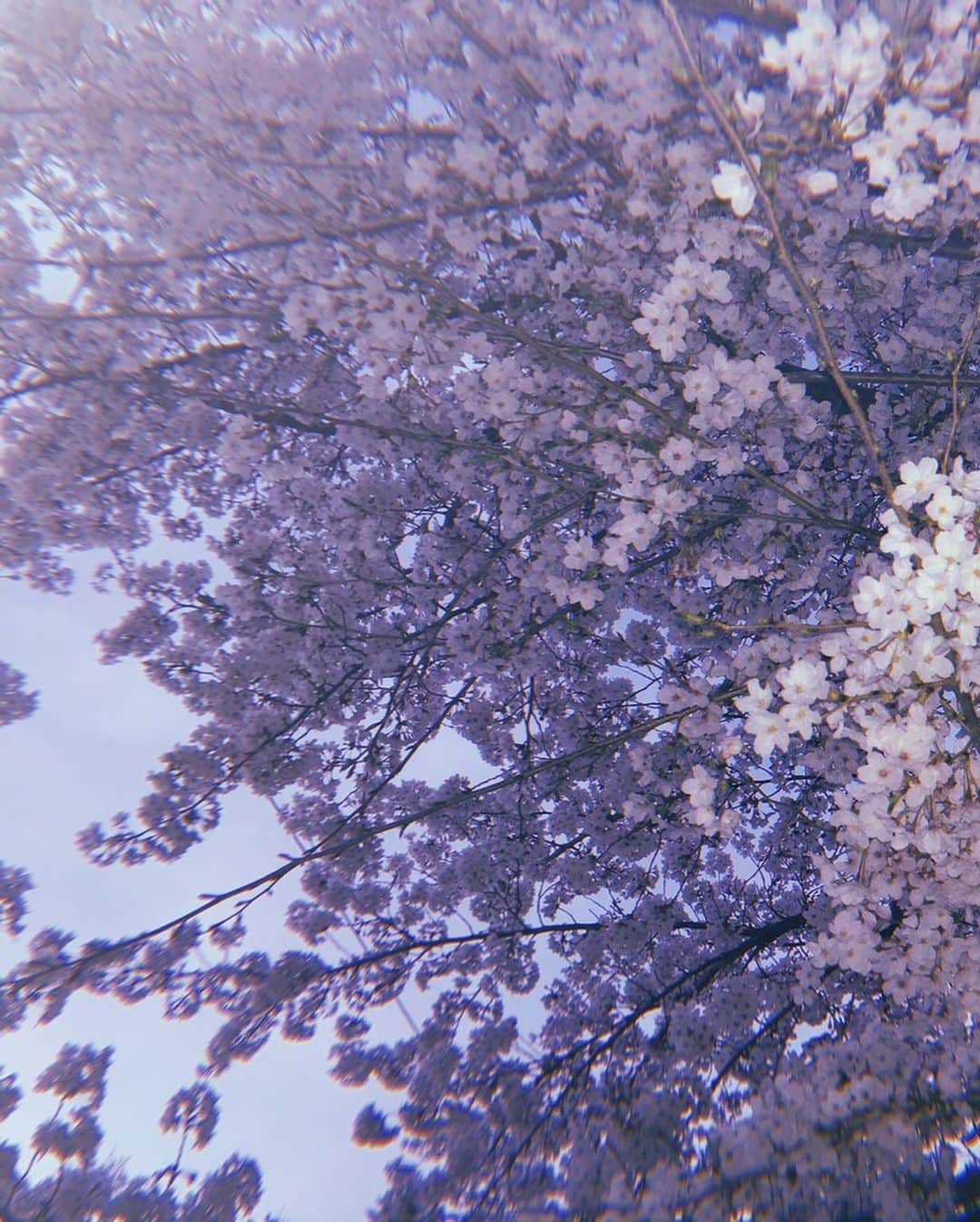 ときわ藍さんのインスタグラム写真 - (ときわ藍Instagram)「春だということをすっかり忘れてました！  去年の桜...（98年と書いてありますがアプリの設定を間違えました）夕方、1人で桜、なんとも言えない感じで綺麗でしたね〜。 あたたかい日常が早く戻りますように..」4月8日 1時48分 - tokiwaran