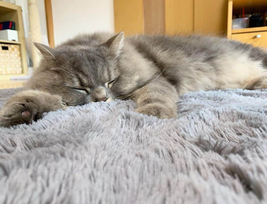 hanaのインスタグラム：「お久しぶりです。 銀ちゃん気持ち良さそうにゴロゴロ🐛  ホワホワな場所にホワホワが寝てる みんな元気です🐈💕」