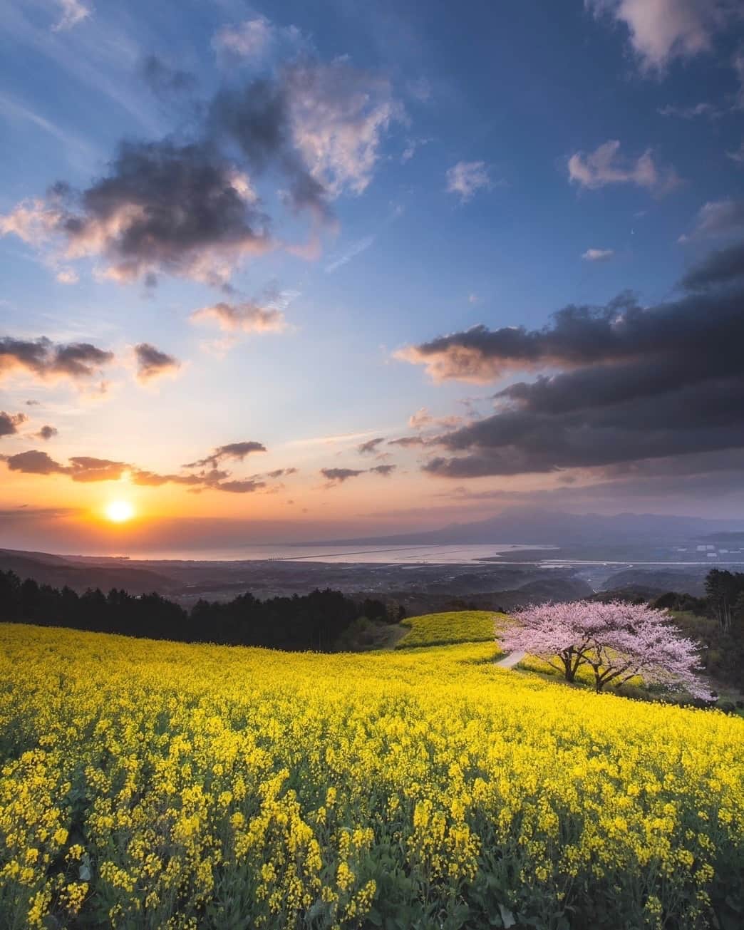 のインスタグラム：「まるで黄色の絨毯のよう✨一面の菜の花に包まれて🌸 . 諫早湾や雲仙・普賢岳を一望できる白木峰高原は、季節に合わせた花畑が広がります🏵 （写真は過去に撮影されたものです。） . 📍白木峰高原 . . #九電 #kyuden #九州の灯り #九州ぐらむ #広がり同盟 #九州旅行 #九州 #九州愛 #kyushu #nagasakigram #長崎 #諫早市 #白木峰高原 #諫早湾 #雲仙 #桜 #さくら #cherryblossom #菜の花 #なのはな #canolaflower #菜の花畑 #花畑 #はなまっぷ #桜のある風景 #春の風景 #自然美 #幻想的な世界 #ダレカニミセタイフウケイ#yokaphoto」