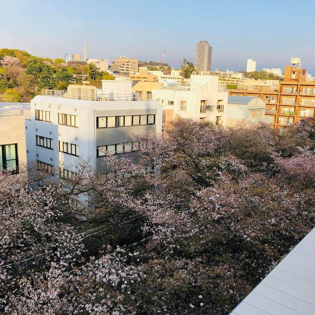 林千晶さんのインスタグラム写真 - (林千晶Instagram)「今日のリモートワーク場所は、歩いて3分のスタバ。  社員には「カフェはNG」となっているけど、部屋にいると無性に桜が恋しくなる。そう、散歩！」4月7日 17時07分 - chiaki_0808