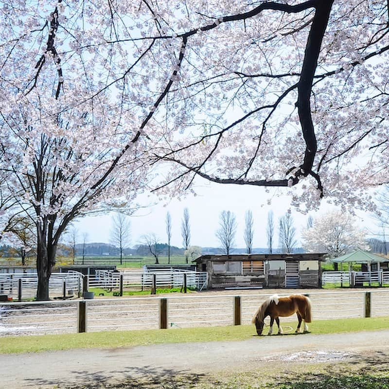 福島県さんのインスタグラム写真 - (福島県Instagram)「岩瀬牧場の桜 日本で最初の西欧式牧場で、唱歌『牧場の朝』のモデルになった場所です。動物とのふれあいや遊具、各種体験などファミリーに人気です。牧場沿いの桜並木のほか、場内には樹齢120年のソメイヨシノの古木群が咲き誇ります。※画像は以前のものです。※イベントなどの中止や各種制限が行われている場合があります。 #鏡石町 #岩瀬牧場 #桜 #牧場 #福島 #ふくしま #ふくしまからはじめよう #fukushima #traveljapan #futurefromfukushima #japantrip #fukushimatrip #art_of_japan #instagramjapan #japan_of_insta  #insta_fukushima  #special_spot_」4月7日 17時10分 - realize_fukushima