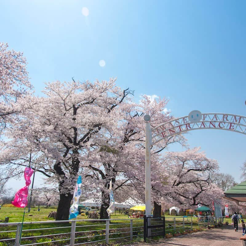 福島県さんのインスタグラム写真 - (福島県Instagram)「岩瀬牧場の桜 日本で最初の西欧式牧場で、唱歌『牧場の朝』のモデルになった場所です。動物とのふれあいや遊具、各種体験などファミリーに人気です。牧場沿いの桜並木のほか、場内には樹齢120年のソメイヨシノの古木群が咲き誇ります。※画像は以前のものです。※イベントなどの中止や各種制限が行われている場合があります。 #鏡石町 #岩瀬牧場 #桜 #牧場 #福島 #ふくしま #ふくしまからはじめよう #fukushima #traveljapan #futurefromfukushima #japantrip #fukushimatrip #art_of_japan #instagramjapan #japan_of_insta  #insta_fukushima  #special_spot_」4月7日 17時10分 - realize_fukushima