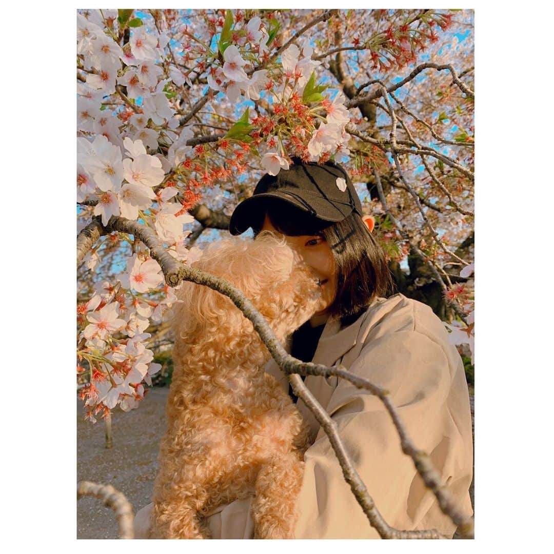 辻野かなみさんのインスタグラム写真 - (辻野かなみInstagram)「❤︎﻿ ﻿ くま🧸と桜🌸とかなみん☺︎﻿ ﻿ ﻿ お散歩ついでに桜🌸と写真を撮ったよ☺️﻿ ﻿ ﻿ #愛犬 #くま #桜 #🌸﻿ #instagood #instalike #followme」4月7日 17時23分 - kanami_tsujino_official
