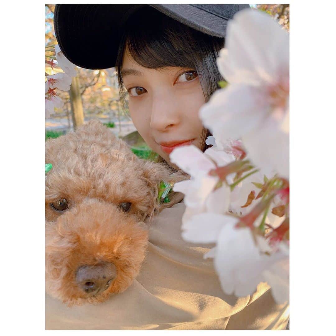 辻野かなみのインスタグラム：「❤︎﻿ ﻿ くま🧸と桜🌸とかなみん☺︎﻿ ﻿ ﻿ お散歩ついでに桜🌸と写真を撮ったよ☺️﻿ ﻿ ﻿ #愛犬 #くま #桜 #🌸﻿ #instagood #instalike #followme」