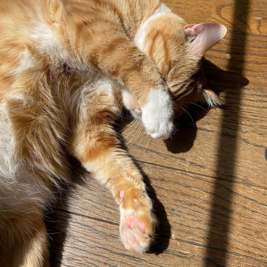 金巻ともこさんのインスタグラム写真 - (金巻ともこInstagram)「まぶしいなら場所を変えればいいのになチャイ。最後にほぼ微動だにしない動画があります。 #ひなたぼっこ猫 #kurohakuchai #tabby #orangetabby #cat #猫 #茶トラ男子部 #catstagram」4月7日 17時22分 - tomotomoco