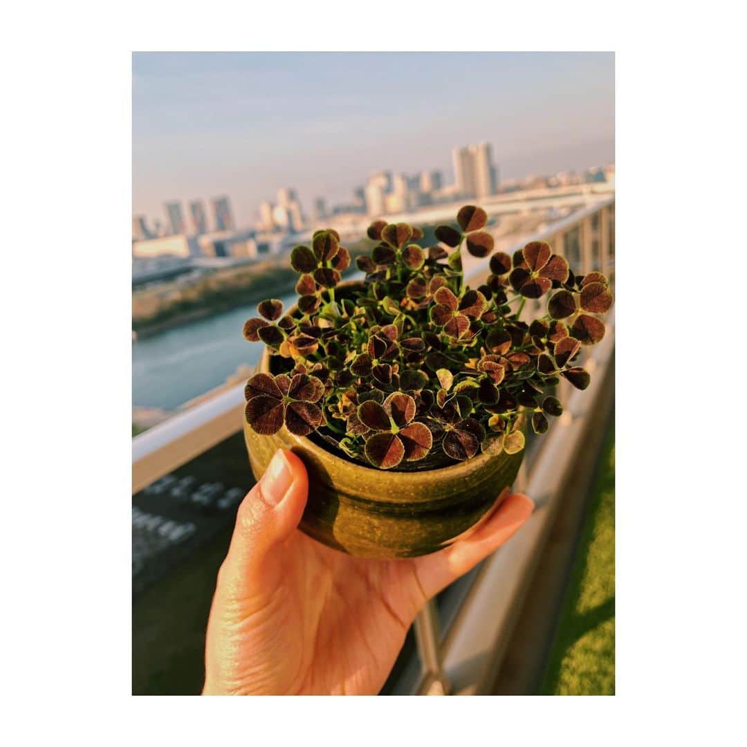 中井ノエミのインスタグラム：「Cultivating luck a.k.a. Balcony porn 🐸🔫🍀🐛👯🦔🦦🦥🖤 . . . #Japangetyourshittogether #luckyluke #hellolockdown #gottadowhatyagottado #clovers #cloverclub #fourleafclover #jardinage #gardening #balcony #rooftop #tokyobay #selfisolation #city #tokyo #garden #cityscape #roomwithaview #goldenhour #sunset」