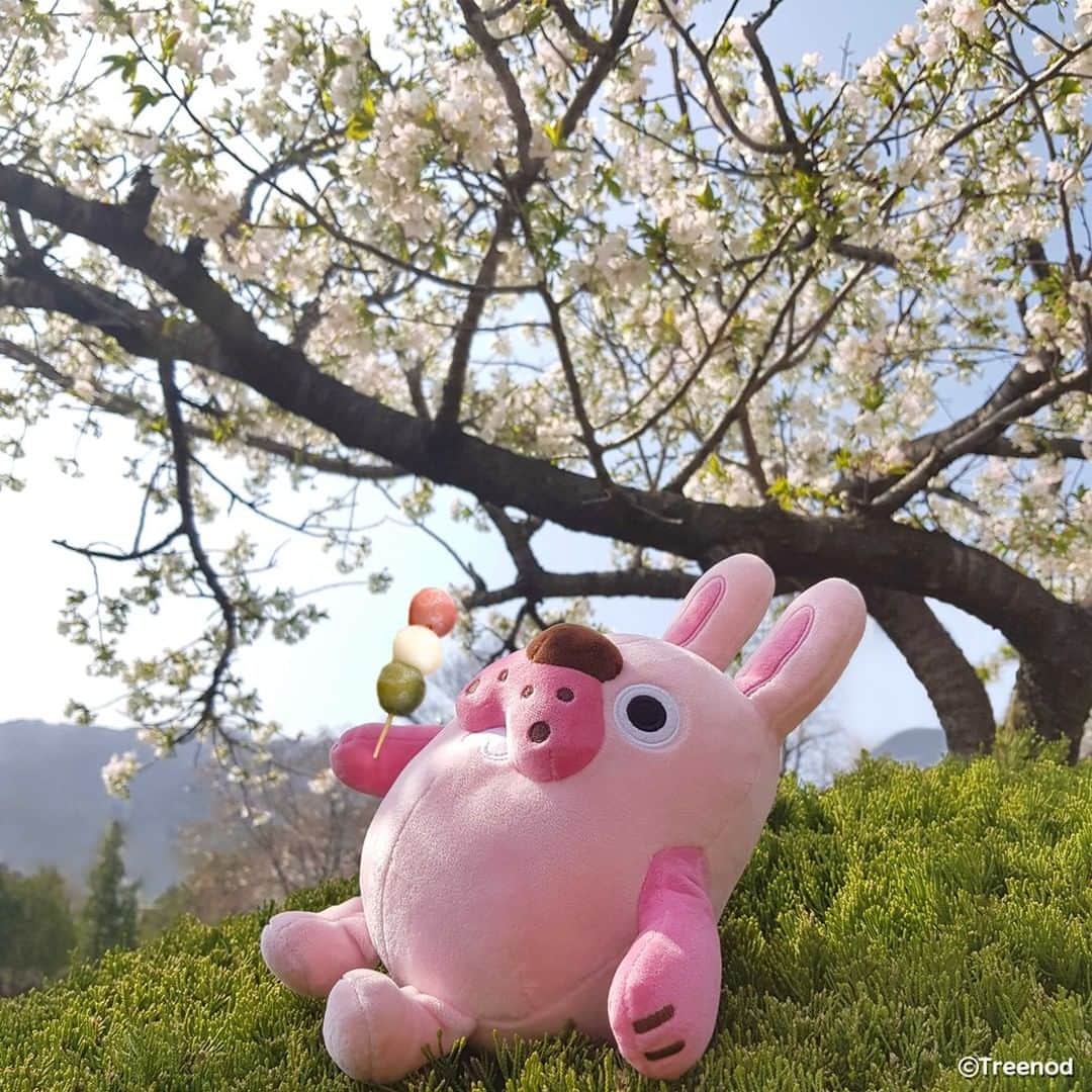 ポコタのインスタグラム