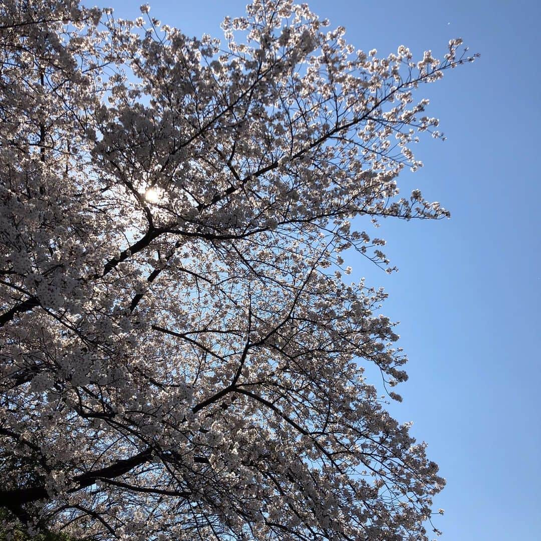 大村彩子のインスタグラム：「1年前、桜の下を歩いている時の写真をこういう気持ちで眺める春になるとは。。 今年も桜は咲いてくれているから、 また去年とは違う気持ちですが、 すごく癒されます🌸  何かと息苦しい日々が続きますが、 優しい気持ちと厳しい気持ち両方しっかり持って粛々と過ごすのみですね。  #stayhome#ベランダで深呼吸 #肩の力ぬきつつ#声出して笑って #免疫力UP#今日は深夜だけど#スーパムーン」