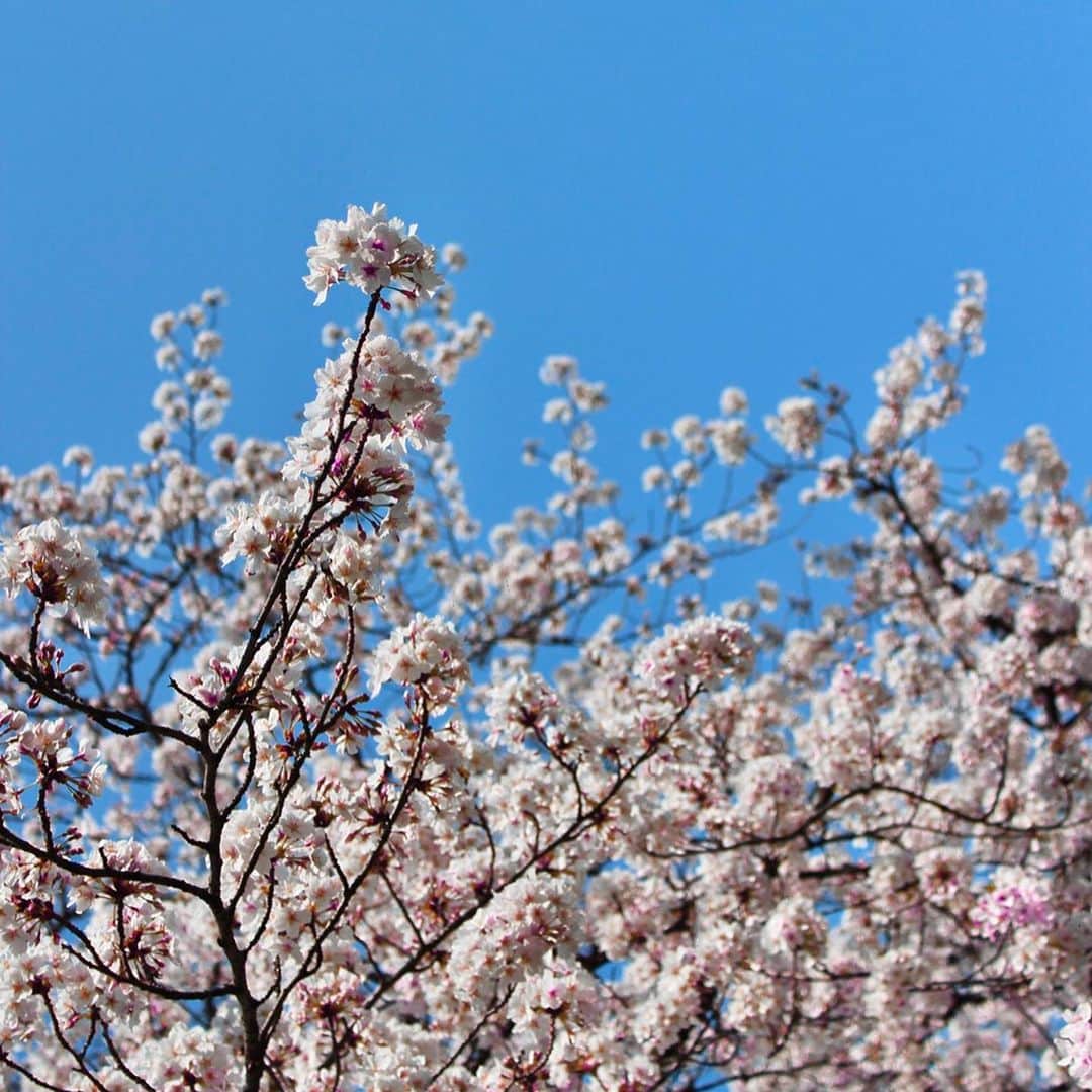 恒川英里のインスタグラム：「. 通勤途中の桜に癒されました🌸 こんな時だからこそ、いつも通り 見事に咲いてくれて感謝ですね！ いちばん好きな桜ソングは #清水翔太 さんの「桜」です🌸 . 2枚目の写真は去年の春です。 こんなに髪長かったっけ…笑 #ほとんど桜写ってない #痛恨のミス」
