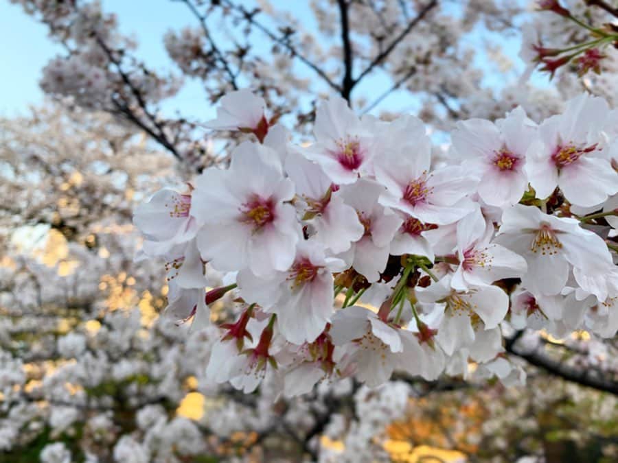 三倉茉奈さんのインスタグラム写真 - (三倉茉奈Instagram)「桜。今年は静かに楽しみました。変わらず綺麗な桜。来年はどんな風に見られるかな。とにかく、今が大事な時期。 東京を始めとする7都市で緊急事態宣言が出ました。 みんなで、なんとか食い止めましょう。 家で過ごす時間を充実させたいなと。せっかくなので自分にプラスになることを。映画やドラマも沢山見てます。以前皆さんに教えていただいたオススメも参考にさせていただいています。ありがとうございます。運動不足になるので、動画を見ながらヨガをしたり。料理を楽しんだり。英語の勉強をしたり。 それぞれ、健康に、前向きに過ごしましょうね。 身体ももちろん、心も健康でありたい。  #stayhome」4月7日 18時10分 - mana_mikura_official