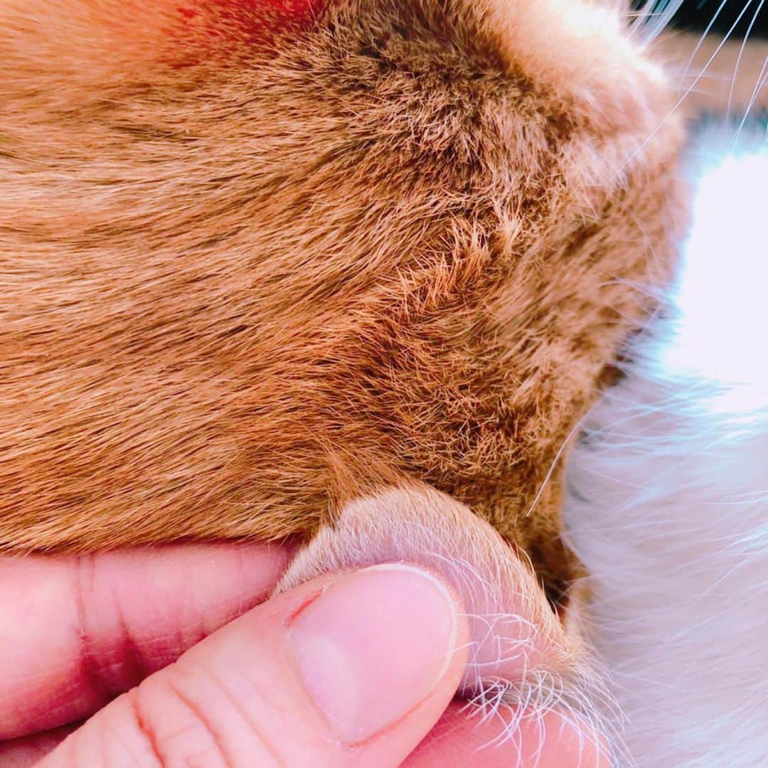 小桜エツ子さんのインスタグラム写真 - (小桜エツ子Instagram)「我が家の猫、リル。  ふと気付いたのですが、耳が欠けとるー！  そうかそうか。 キミはジバニャンだったんだね。  爆睡してる隙にコソッと耳を持って激写しました。  #猫」4月7日 18時24分 - kozaetu