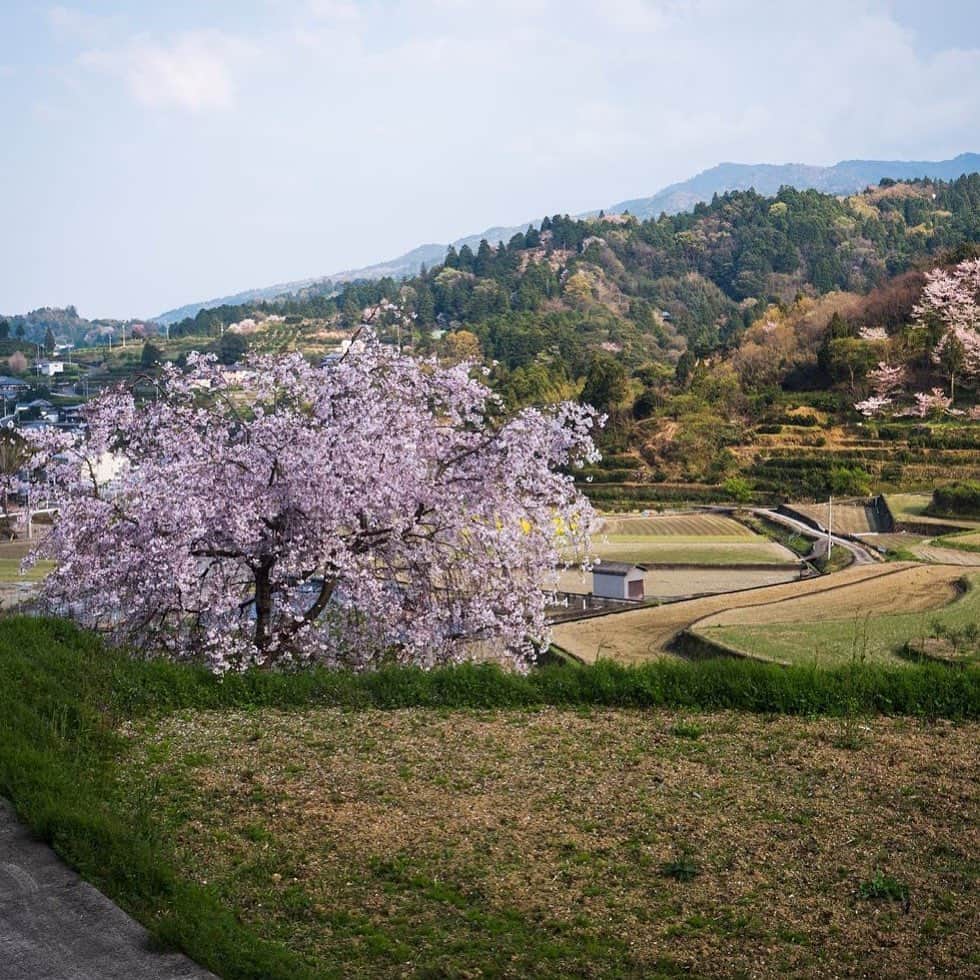 松山油脂さんのインスタグラム写真 - (松山油脂Instagram)「佐那河内村ではしだれ桜が咲きました。まだ水が引かれていない棚田に、美しい色を添えています。今年はお花見ができなかったという方もいらっしゃることでしょう。ほんのひとときでも、この風景を楽しんでいただければと思います。  #松山油脂 #matsuyama #山神果樹薬草園 #徳島県 #佐那河内村 #四国 #ウオッシュアンドケア #washandcare #japan #madeinjapan #しだれ桜」4月7日 18時32分 - matsuyama_official