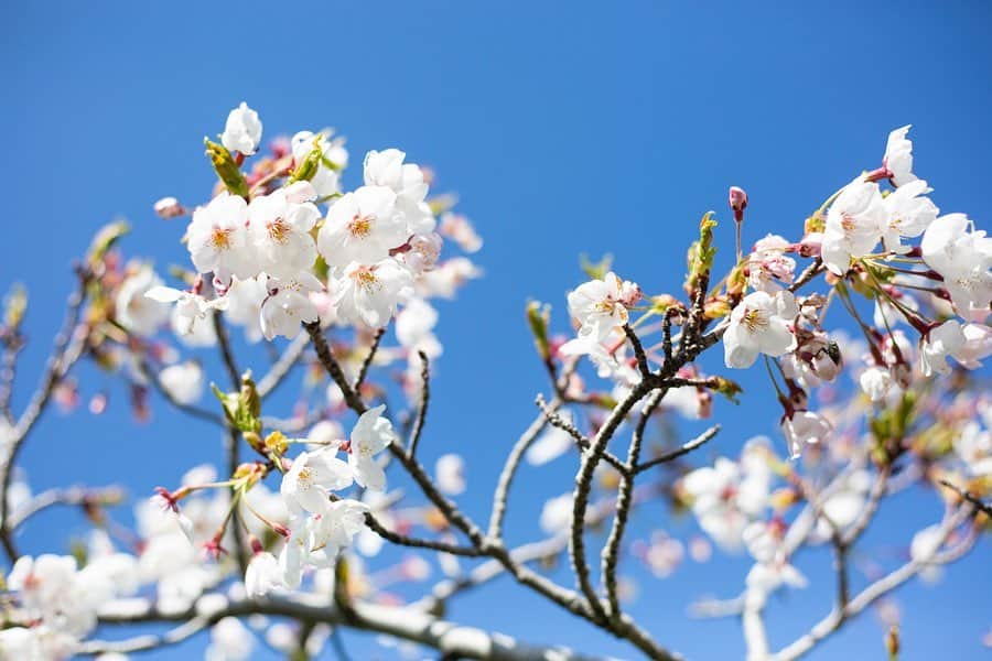 大杉亜依里さんのインスタグラム写真 - (大杉亜依里Instagram)「✴︎﻿ トルコ・アナトリアのソメイヨシノ🌸﻿ ﻿ 昨年末の世界ふしぎ発見！﻿ トルコ・アナトリアの放送回でご一緒させていただいた、大村幸弘先生から桜の写真と共に以下のメールをいただきました。(一部抜粋)﻿ ﻿ 「カマンの研究所で作業を行っているトルコ人のスタッフから三笠宮記念庭園のソメイヨシノの満開写真が送られてきました。﻿ これを見ているだけで本当に元気になります。﻿ 何か、庭園のソメイヨシノが、今年も咲いたよ、早く帰ってきてよ、と大空に向かって大声で叫んでいるように感じます。」﻿ ﻿ トルコにある、先生が研究のベースとしてらっしゃるアナトリア考古学研究所の庭園の桜が咲いたんだそうです。﻿ 現地の方が大村先生に送った写真を、先生が私にもメールでシェアしてくださいました😊🌸﻿ ﻿ トルコは今、日本の比ではなく大混乱しているようで、﻿ トルコの総ての空港も完全に封鎖、都市間の定期バスも全てストップされたようです。﻿ ﻿日本に来ていた先生も、コロナによってトルコに帰ることができなくなってしまったんだそう。﻿ ﻿ そんな時でも、﻿ 少しでも元気になるようにと写真を私に送ってくださった先生のお気持ちに、久々に心が安らぎました😌🌈﻿ こういう気持ちは、繋いでいきたいです。﻿ なのでみなさんにもシェアします✨﻿ ﻿ 大村先生ありがとう！🙌﻿ ﻿ 私達を救うべく今も尽力してくださっている医療従事者の方々、すべての関係者の方々にも感謝の気持ちでいっぱいです。﻿ ﻿ 私は、私にできることを。﻿ ﻿ #アナトリアのソメイヨシノ﻿ #stayhome﻿ #staypositive  #socialdistancing  #ふしぎ発見」4月7日 19時14分 - osugiairi_official