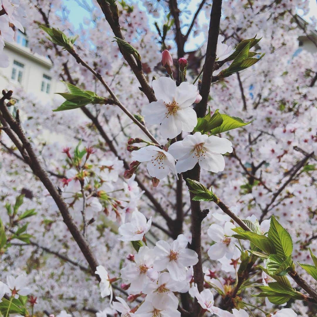 アランチェートさんのインスタグラム写真 - (アランチェートInstagram)「通勤中に咲いてる桜、少し葉桜になっていました。どんなに大変な時でも、花は綺麗ですね。  #桜 #cherryblossom #aranciato #アランチャ花部 #さんぽ道 #花部」4月7日 19時18分 - aranciatobuyer