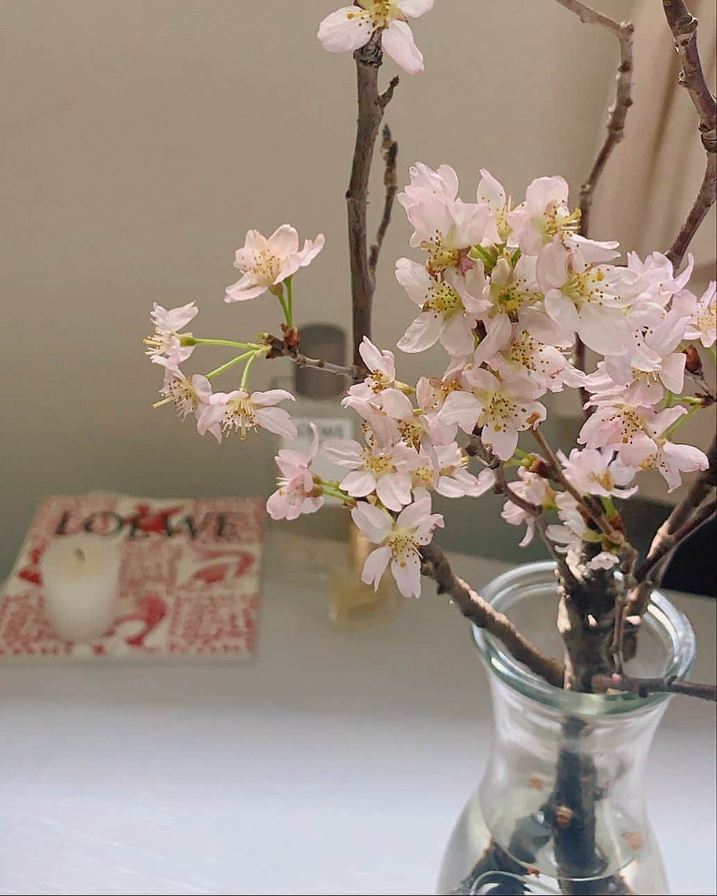 ソフィアさんのインスタグラム写真 - (ソフィアInstagram)「🌸 . 今年は桜ちゃんと見にいけなかったから 昨日お花屋さんでゲットした☺️ ちっちゃくて可愛い~♡」4月7日 19時23分 - sofia_shikibu