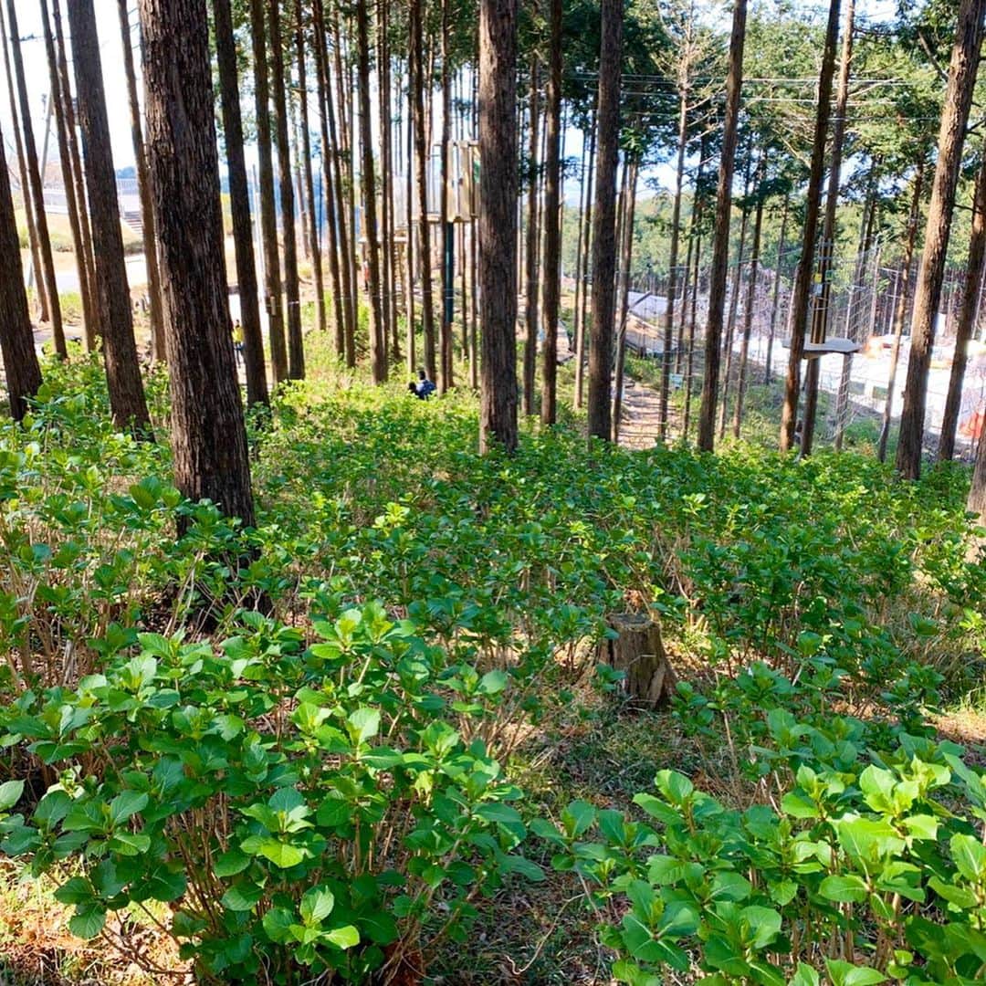 三島スカイウォーク／公式さんのインスタグラム写真 - (三島スカイウォーク／公式Instagram)「現在の「あじさい小道」の様子がこちら💁気温が暖かくなり新緑がまぶしく、散策路の中にあるあじさいも青々と葉が広がってきました🌱😎✨ (開花している写真は過去の様子です。) .  昨年は170種10,000株だったあじさいが、今年は26種2,000株増えました👏 196種12,000株となり昨年と比べ、より見応えが増しそうです🕺✨ .  例年、6月上旬から7月下旬が見頃です😆🎶 .  #三島スカイウォーク #スカイウォーク #静岡 #箱根 #伊豆 #三島 #観光 #吊橋 #吊り橋 #日本一 #あじさい #紫陽花#アジサイ #空をあるこう森であそぼう #新緑 #花 #flower #自然#mishimaskywalk #skywalk #japan #MountFuji #shizuoka #travel #trip #fun #instagood #nature #beautiful #followme」4月7日 19時57分 - mishima_skywalk