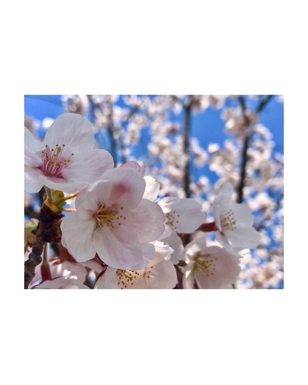 大谷芽衣さんのインスタグラム写真 - (大谷芽衣Instagram)「・ ・ ・ また来年も 暖かい日差しの下 桜を見ることが できますように。 ・ ・ #桜 #sakura #🌸 #お散歩 #swipeleft #followme」4月7日 20時08分 - otani_mei