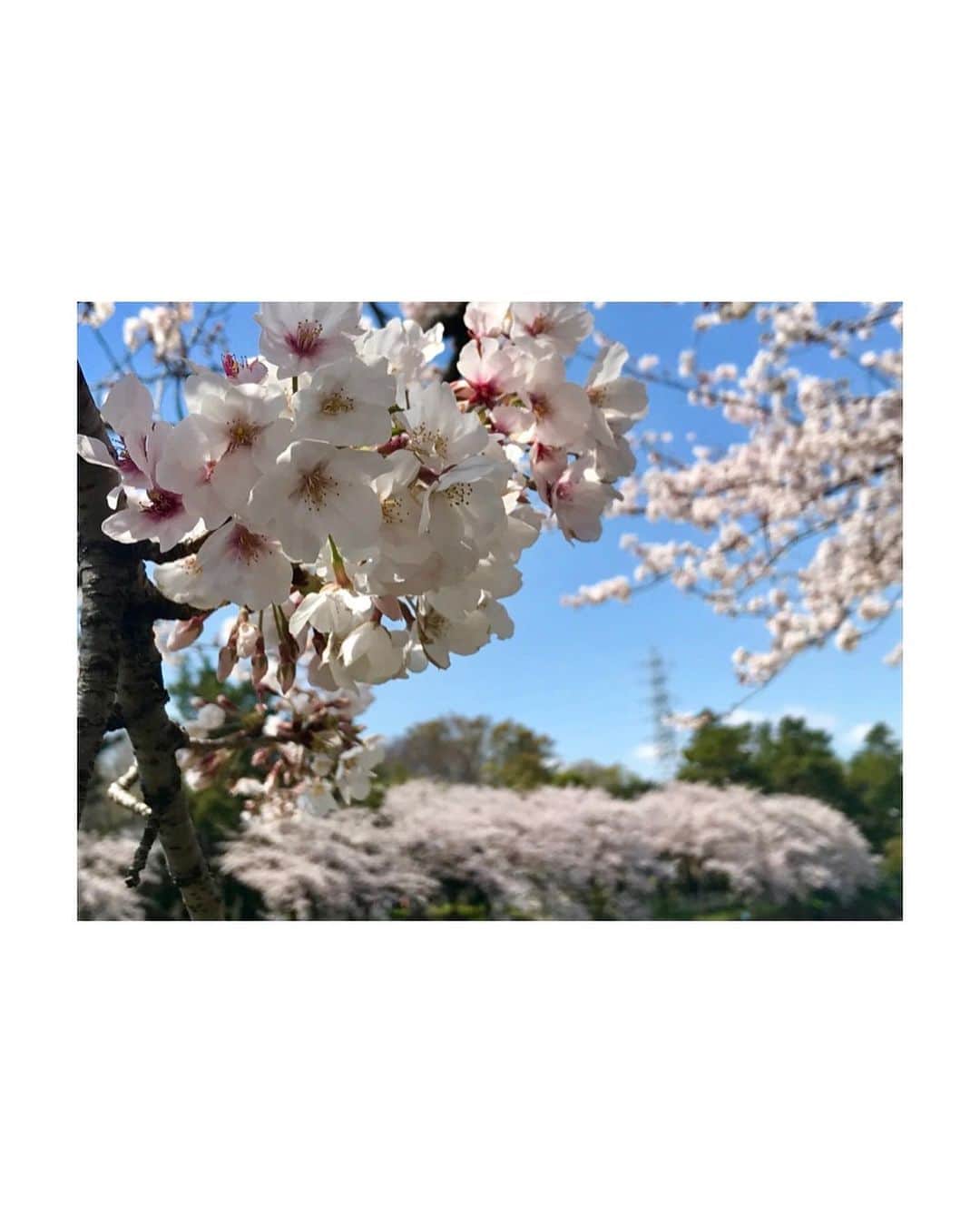 大谷芽衣さんのインスタグラム写真 - (大谷芽衣Instagram)「・ ・ ・ また来年も 暖かい日差しの下 桜を見ることが できますように。 ・ ・ #桜 #sakura #🌸 #お散歩 #swipeleft #followme」4月7日 20時08分 - otani_mei