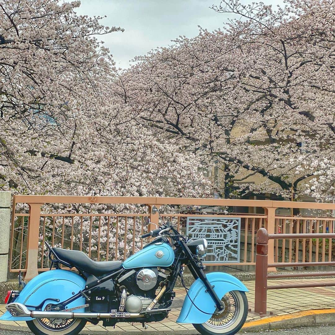 宇田恵菜さんのインスタグラム写真 - (宇田恵菜Instagram)「Japanese government declares state of emergency as a month quarantine 🇯🇵🇯🇵🇯🇵 さてさてついにでましたね。 私はとりあえず　#おうち時間　を楽しむべくこれを機に　①読書　②映画　③ガチの断捨離　④ガチの掃除　⑤台本取組　⑥バイクと自転車の洗車　に励んでみたいと思います。  この2年日の目を見なかった服たちを、従兄弟に送ろうかな✨‼️ 皆がしっかり自己管理して5月キラキラに楽しみましょー❤️ ------------------------- #motorbike #motorcycle #drifter #vulcan #mybike #ridding #womanrider #vulcandrifter #kawasaki #rider #バイク #バルカン #ドリフター #イザベラ #女性ライダー #バイカー #マイバイク  #kawasakivulcan #kawasakigirl #バルカンドリフター  #えなイズム #ソロツーリング #恵菜バイク #バイク女子 #カワサキ女子 #バイク好き #ベイツ　#目黒川 #恵菜コーデ」4月7日 20時24分 - ena2727