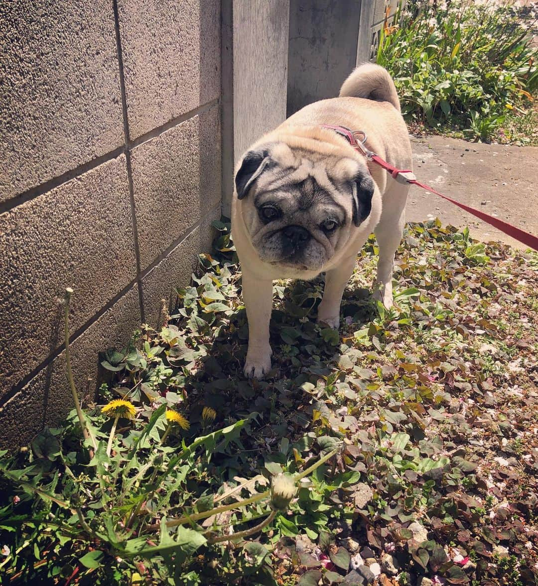 やついいちろうさんのインスタグラム写真 - (やついいちろうInstagram)「さくらも良いけど、たんぽぽもね #pug #pugs #puglife #puglove #パグ #パグスタグラム」4月7日 20時33分 - yatsuiichiro