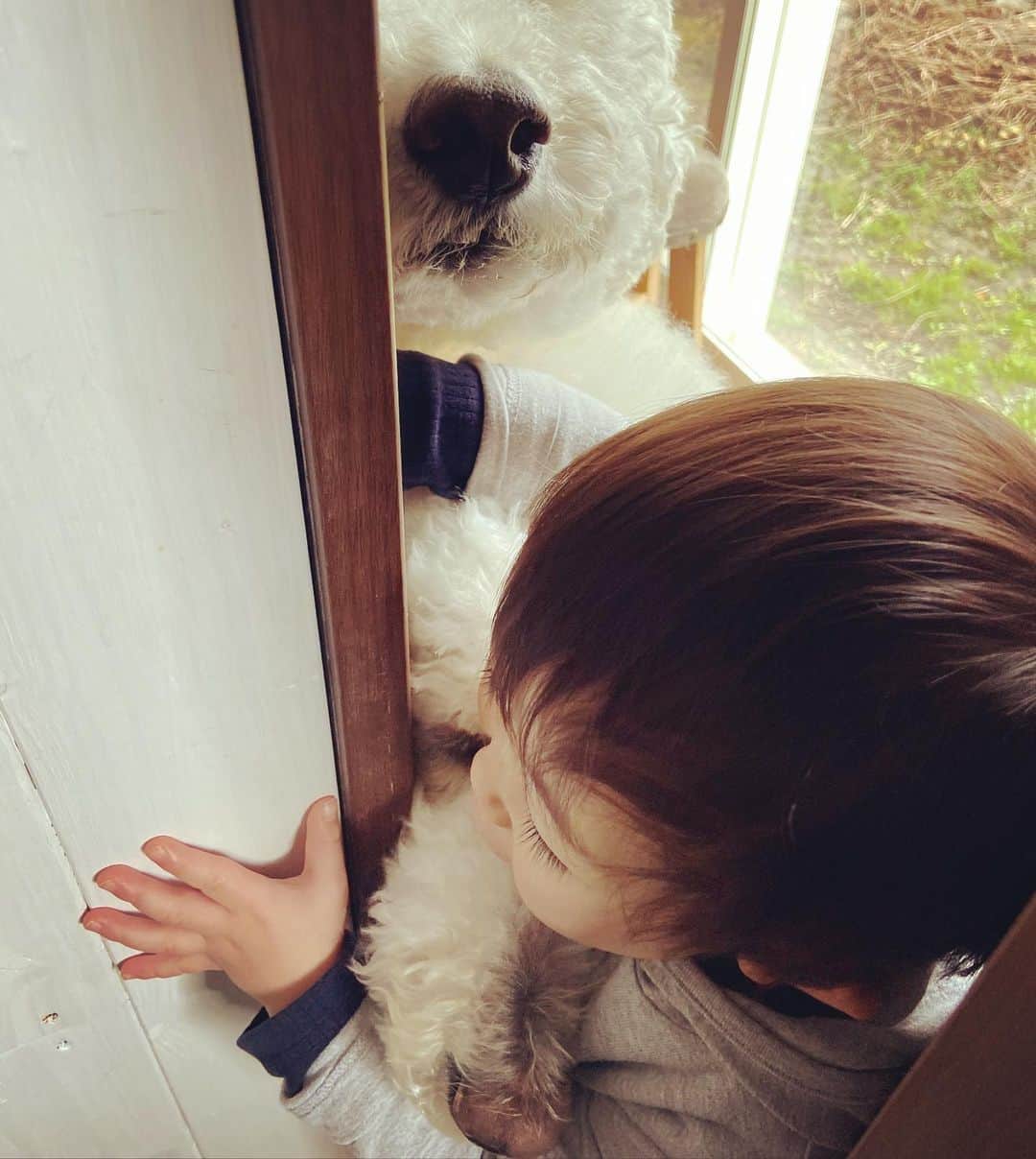 たまねぎさんのインスタグラム写真 - (たまねぎInstagram)「. . 白いお兄さまバージョン . 玄関を開けると、おかえりなさいの戦いが（笑） ボクが先だー！ ボクだよー！ いや、オレが先だー！ . いや〜 君たちは、ほんとめんこい！！😊💕 . . #standardpoodle #dog #lovedogs #poodlesofinstagram #スタンダードプードル #whitepoodle #大型犬と子供 #poodle #dogstagram #いぬのいる生活 #もふもふ部 #わんこ部 #子どもと犬 #kidsanddog #ママリ #キズナ #コドモノ #いこーよ #いぬのきもち #犬と暮らす #いぬなしでは生きていけません #ただいまおかえり #お出迎え #めんこい」4月8日 2時08分 - tamanegi.qoo.riku