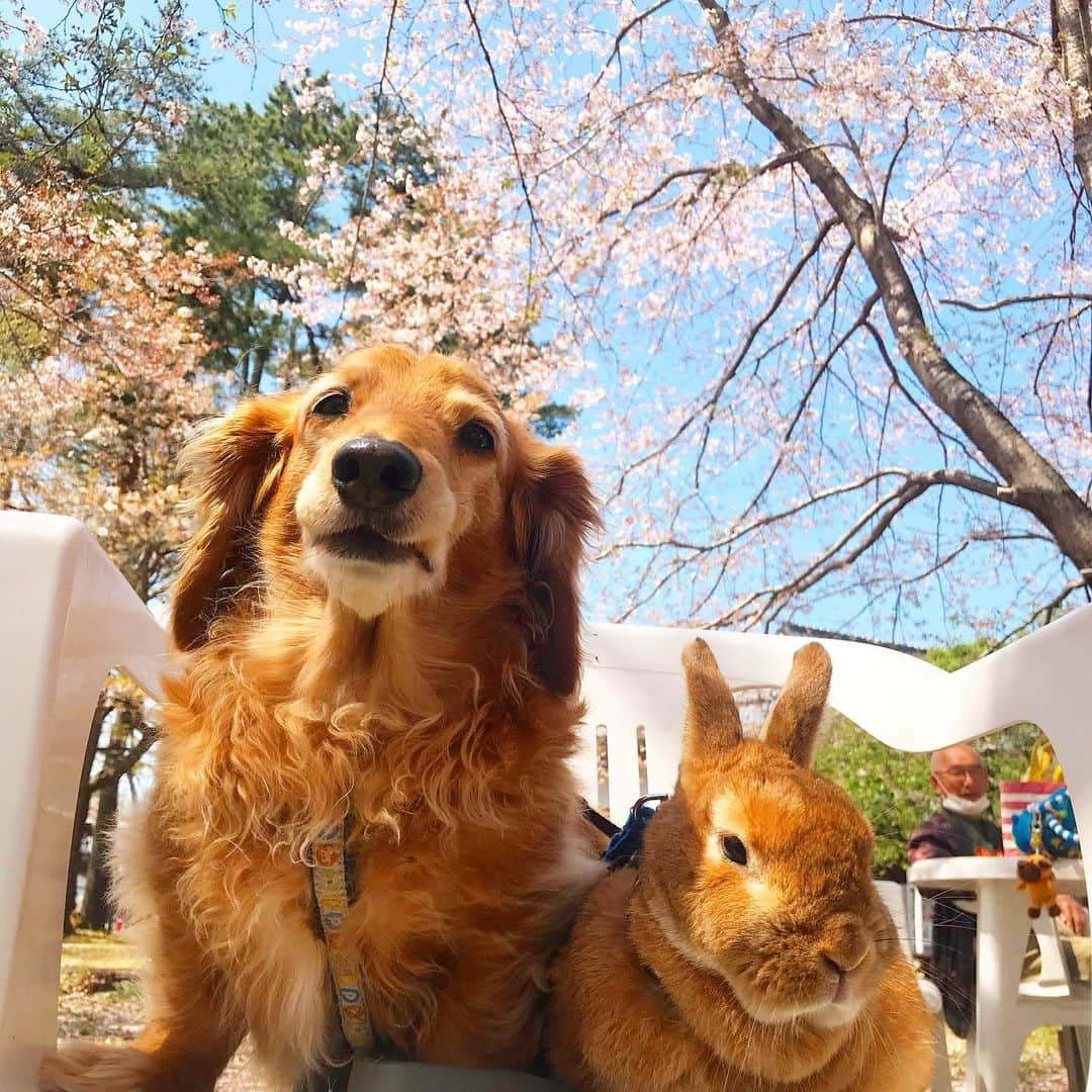 Chieko Shibutaさんのインスタグラム写真 - (Chieko ShibutaInstagram)「たろー🐶&うじゃこ🐰地方☀️ あさんぽ🌱 静かなお花見み🌸 花吹雪😢 サラダバー🌱お休み おうちで朝ごはん🥗 💕✨🐶🍀🐰✨💕 💕 #わんこの散歩 #dachshund #dachshunds #dachshundlove #dog #dogs #doglove #instadog #instagram #instagood #pet #pets #petsagram #cute #cutepe #cutepet #cutedog #cuteanimals #likes #smile #rabbit #ラビット #ミニュチュア #ミニュチュアダックス  #ミニュチュアダックスフント #うさぎ部 #うさぎ #ダックス #ダックスフンドロングヘアー#犬とうさぎ」4月7日 20時40分 - chieko.81