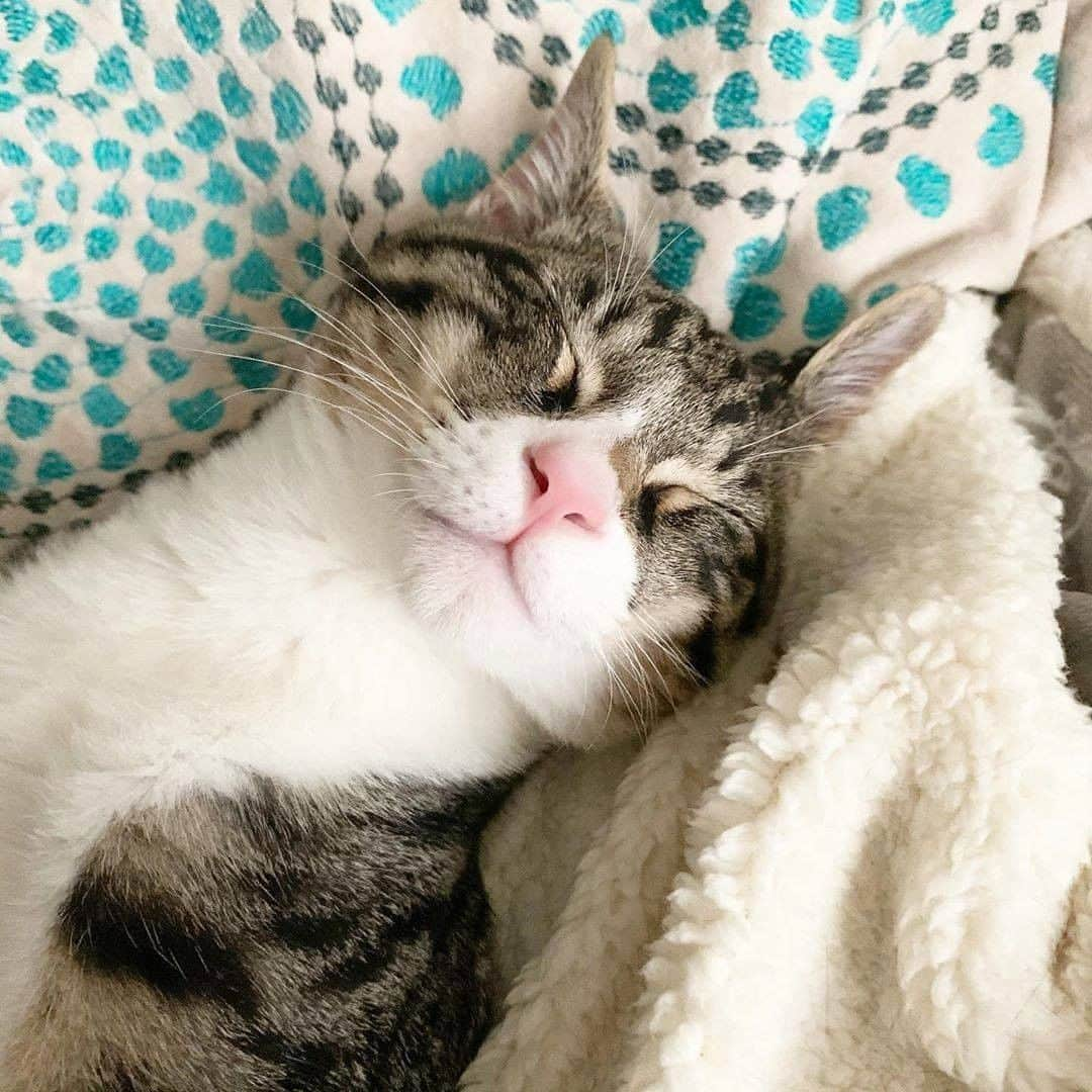 PECOねこ部さんのインスタグラム写真 - (PECOねこ部Instagram)「. 「落ち着くにゃ😴」 #先輩ニャンコのお気に入りの場所で #気持ち良さそうに眠る #てん君🐈 #お家にやって来て一週間でこの寝方😂💕 #大物だね😆  素敵な写真を投稿してくださったのは… @mugihimekomugi さん 他にも素敵なお写真がたくさんあるので、ぜひ遊びに行ってみてくださいね♪  #ペコねこ部 をつけて投稿すると… PECOのSNSで楽しくご紹介させていただきます😋  #ねこ #猫 #ネコ #ねこ部 #にゃんこ #かわいい #cat #cats #catsofinstagram #cats_of_instagram #catstagram #kawaii #meow #catlover #キジ白 #ヘソ天 #スヤスヤ #あんよ #browntabbyandwhite #sleepycat」4月7日 21時00分 - pecocats