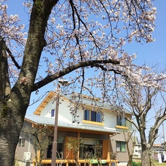 knowledgelifeさんのインスタグラム写真 - (knowledgelifeInstagram)「4月になり色々なところで 木々の芽吹きを感じるようになりましたね🌱  ナレッジライフのオーナー様から、お家と桜の素敵な写真を送っていただきました🌸（2枚目）軒の出たやさしい雰囲気の佇まいは、木や花、自然とよく馴染みます。  我が家からはこんな桜が見えるよ！ というオーナー様、ぜひお写真お待ちしております^ ^ _ #桜の見える家 #庭のある暮らし #植栽 #借景 #外構 #自然と暮らす #新潟の家 #長岡の家 #木の家 #国産木材 #自然素材 #切妻屋根 #ウッドデッキのある家 #街並み #まちなみ #ナレッジライフ」4月7日 21時44分 - knowledgelife_niigata