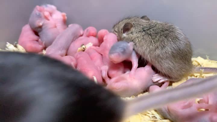 まっすーのインスタグラム：「#赤ちゃん #ネズミ #マウス #かわいい #ペット #animals #pets」