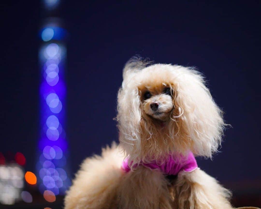 Toypoodle Mikuru?Asakusa Tokyoのインスタグラム：「20200407 Tuesday. Goodnight ✨ . #tokyoskytree #緊急事態宣言 #新型コロナウイルス感染症 に、世界が一丸となって立ち向かい、みんなで打ち勝とうという思いを込めて、地球をイメージした青色の特別ライティング だそうです。 #コロナウイルスが早く終息しますように」