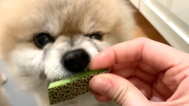 Ella Chuffyのインスタグラム：「Eat eat and eat 🍈 #stayhome #stayhealthy #eatclean . . . . . . . . . #ellachuffy #pet #petstagram #pomeranianpage #pomeraniansofinstagram #teacuppoms #cutedogs #pomeranian_lovers #pomeranianlife #pomeranianworld #teddybeardog #pomeranian #puppylove #aplacetolovedogs #dogoftheday #justpomeranians #fluffypack #dogoftheday #anmlsposts #thedailypompom #picoftheday #iflmdog #犬 #狗 #everydaydoglover  #pomeranianww #justpomeranians」