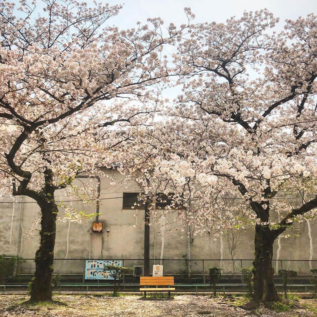 Шамов Дмитрийさんのインスタグラム写真 - (Шамов ДмитрийInstagram)「Сакура | Sakura | 桜 #japan #tokyo #travel #traveling #trip #sakura #japanese #sakurablossom #япония #токио #сакура #шамовдмитрий #путешествие #日本　#東京　#花見 #桜　#旅行　#ロシア人」4月7日 22時22分 - shamovdmitry