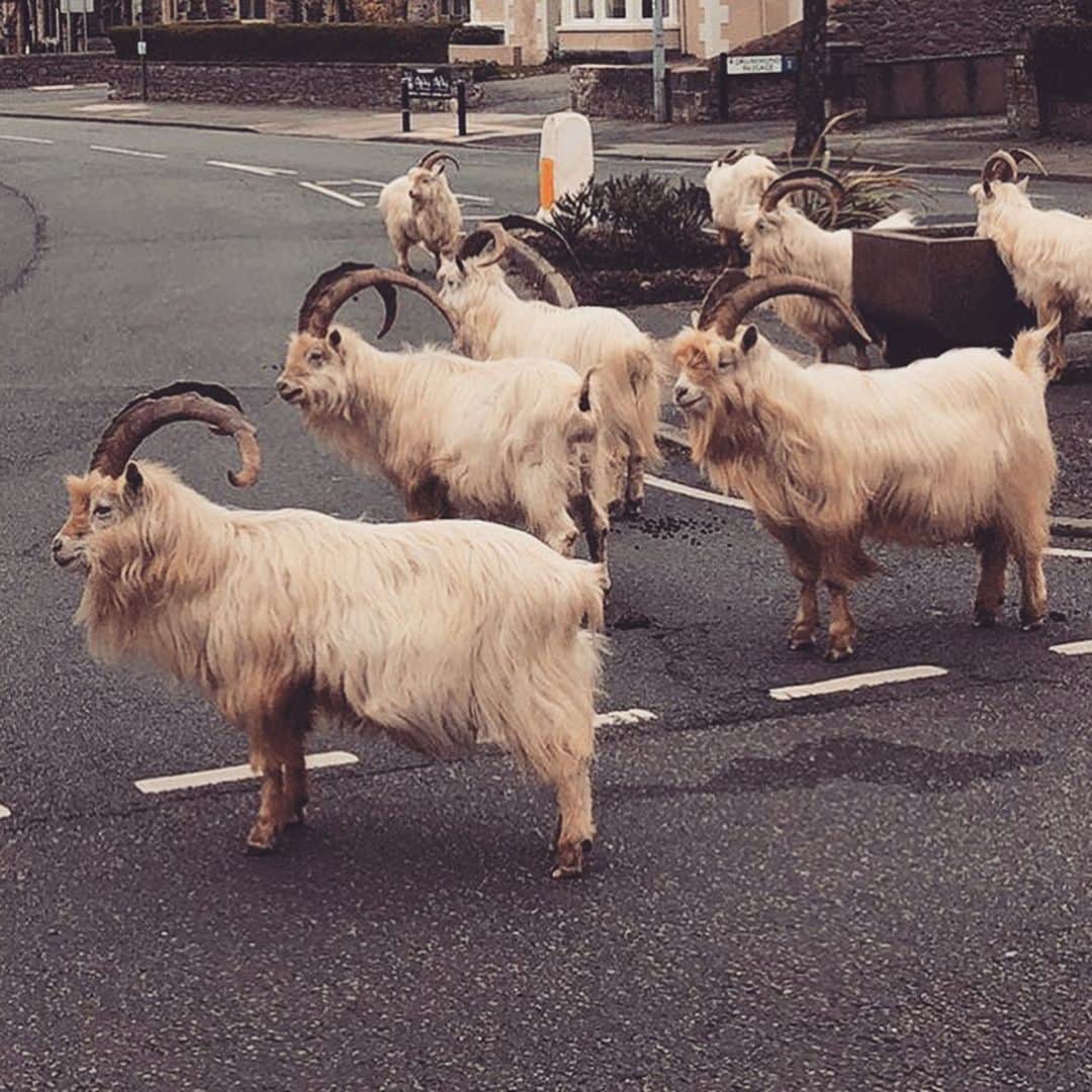 アレックスストリーターさんのインスタグラム写真 - (アレックスストリーターInstagram)「Did you hear about the town in Wales that has been taken over by goats? That little town is called Llandudno, which actually happens to be the very place where Alex Streeter’s Welsh mother Rosalind was born and raised! (Swipe for more goats) 📷 @kanda.jun_stonemaster2nd  #AlexStreeter #AngelHeartRing #Wales #Llandudno #Llandudnogoats」4月7日 22時23分 - alexstreeternyc