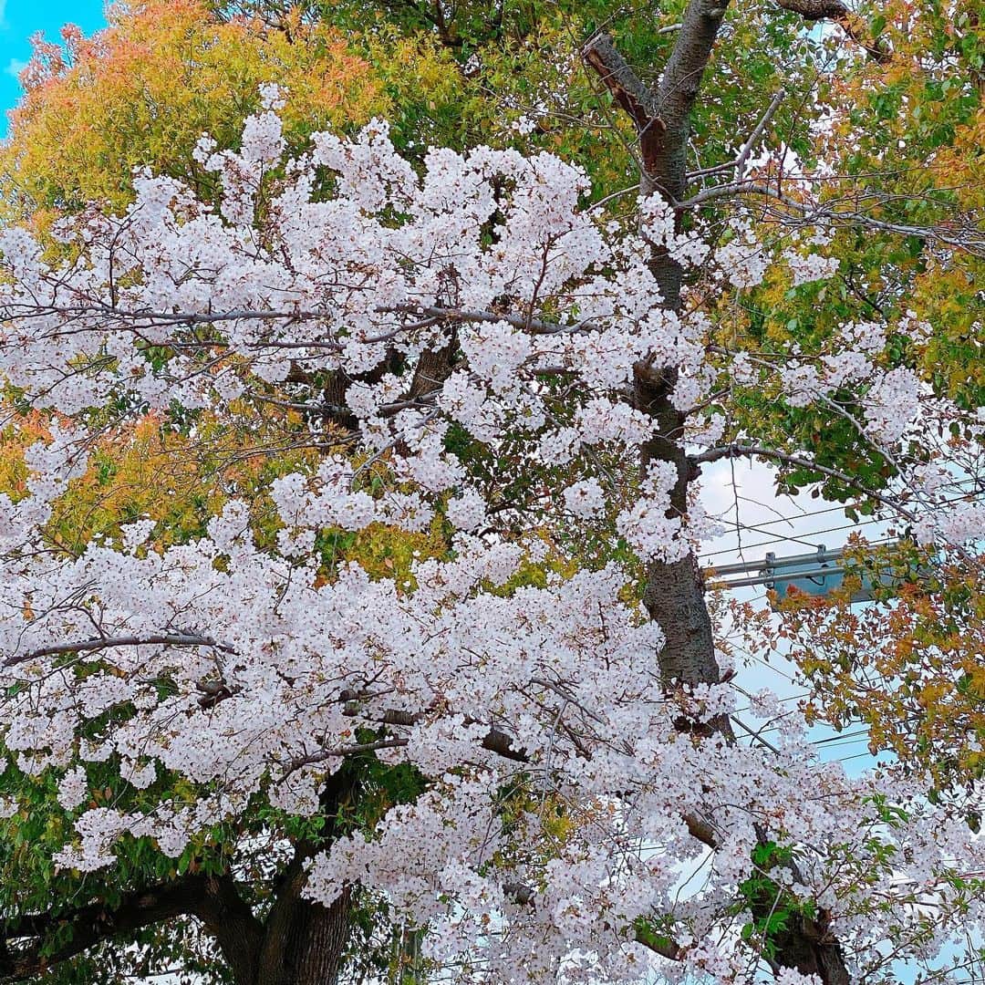 南りほのインスタグラム：「🌸」