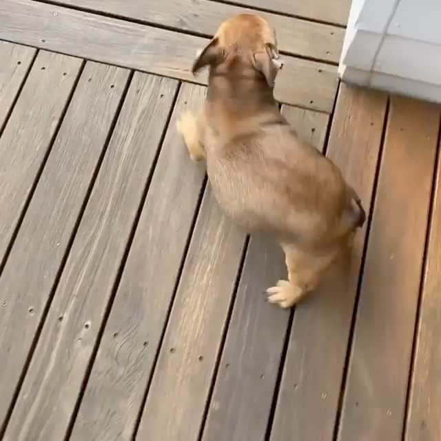 The Critter Havenのインスタグラム：「Hii Video by @whaatupwasabi  #TheCritterHaven」